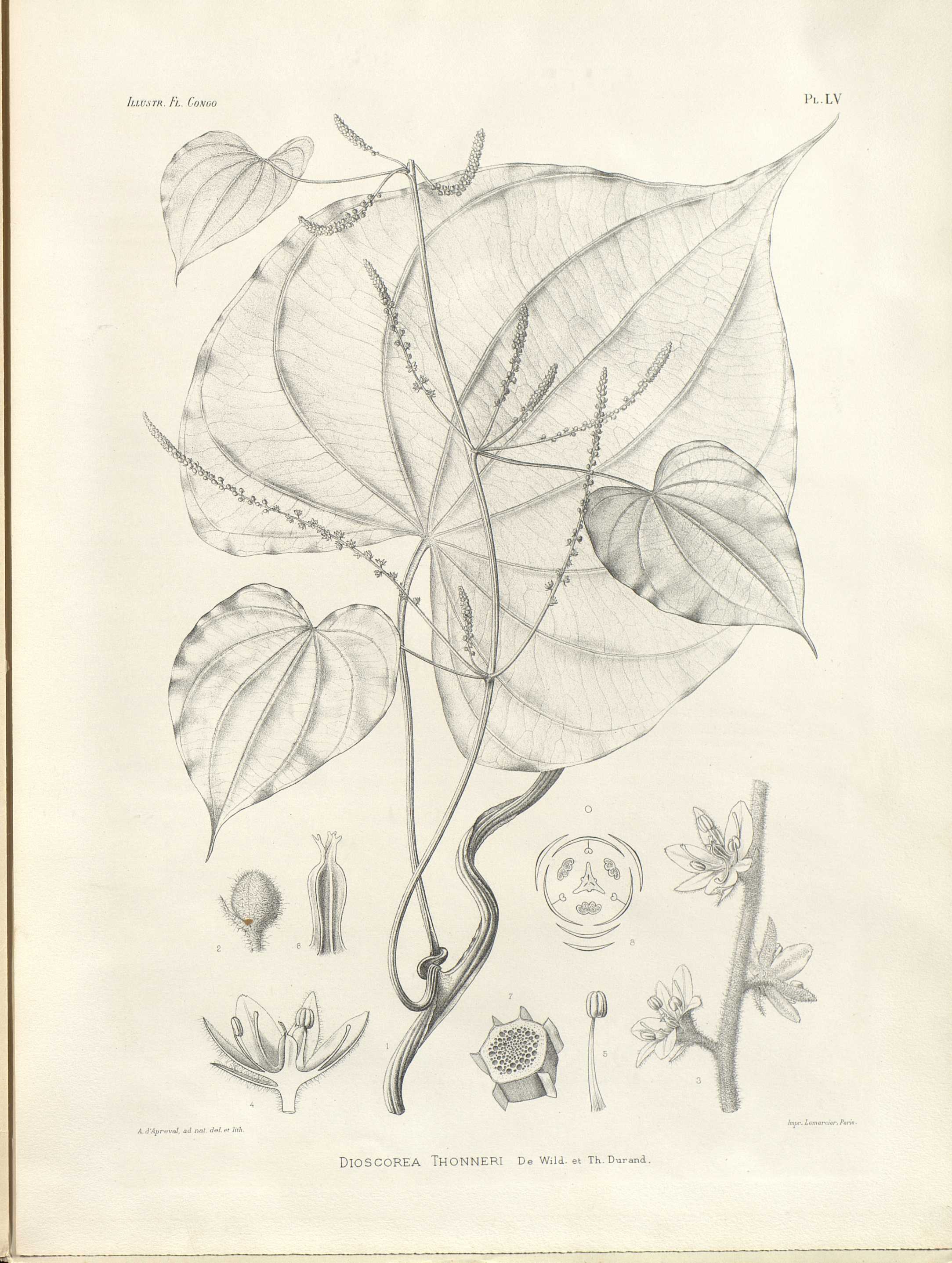 no full size  illustration available (3a)