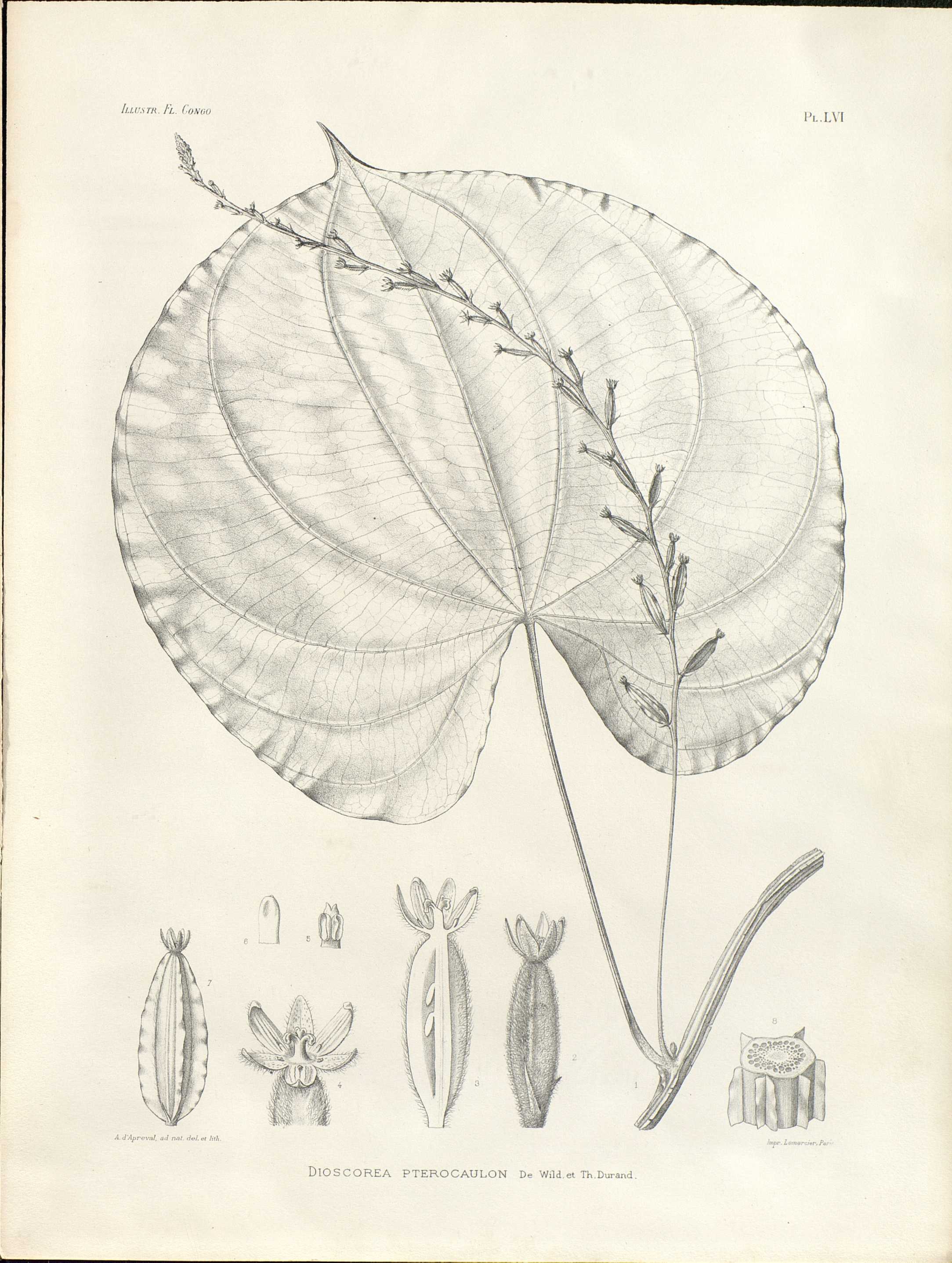 no full size  illustration available (3a)