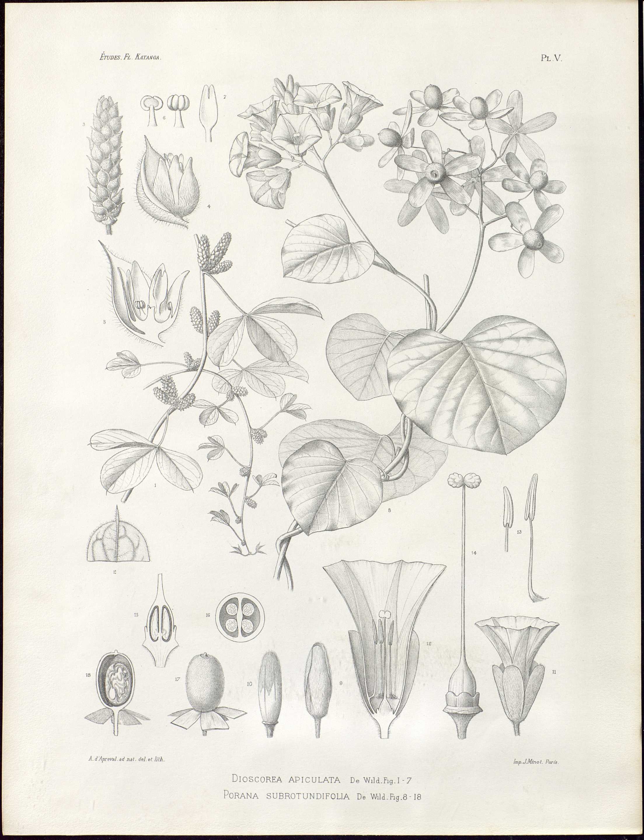 no full size  illustration available (3a)