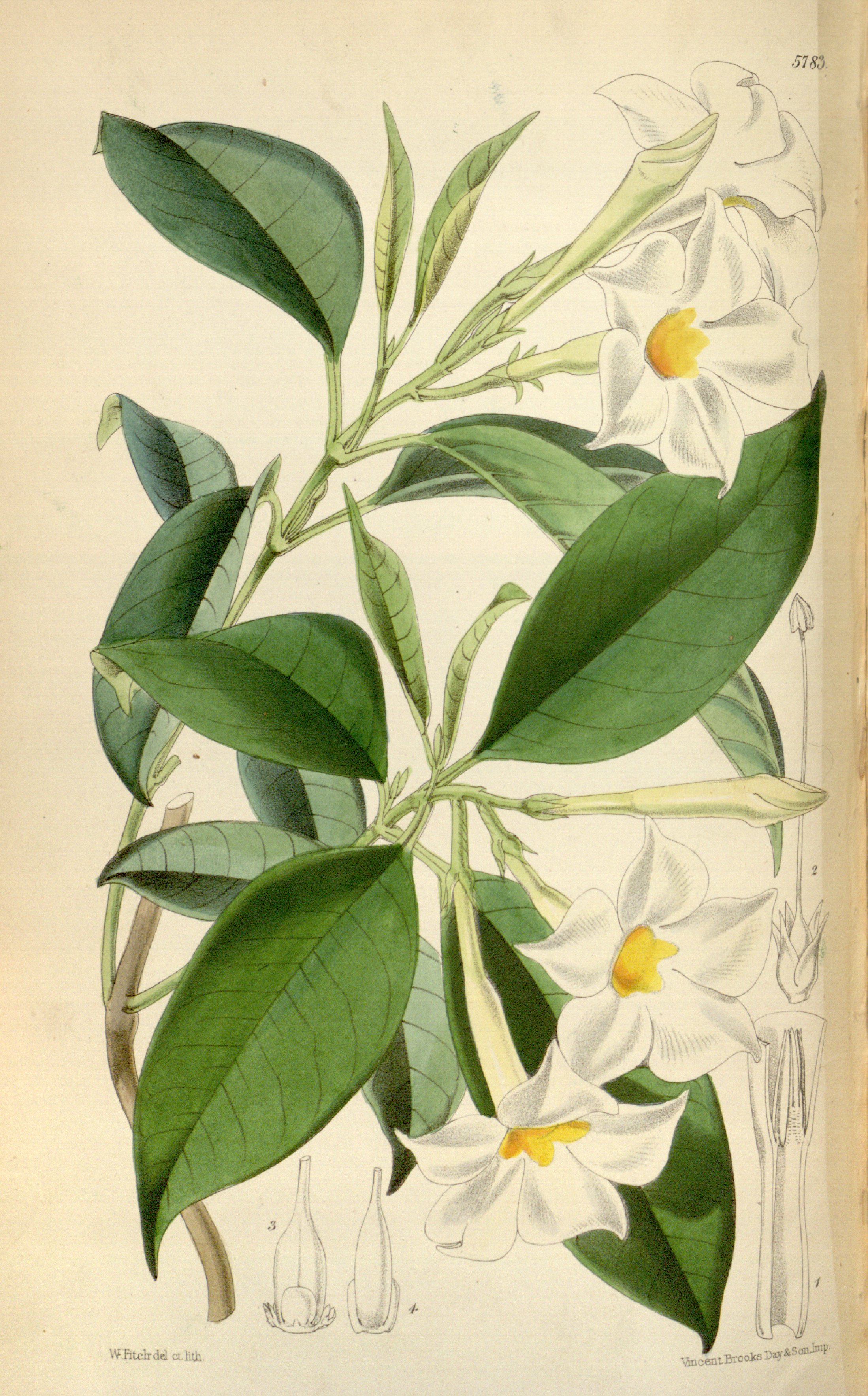 no full size  illustration available (3a)