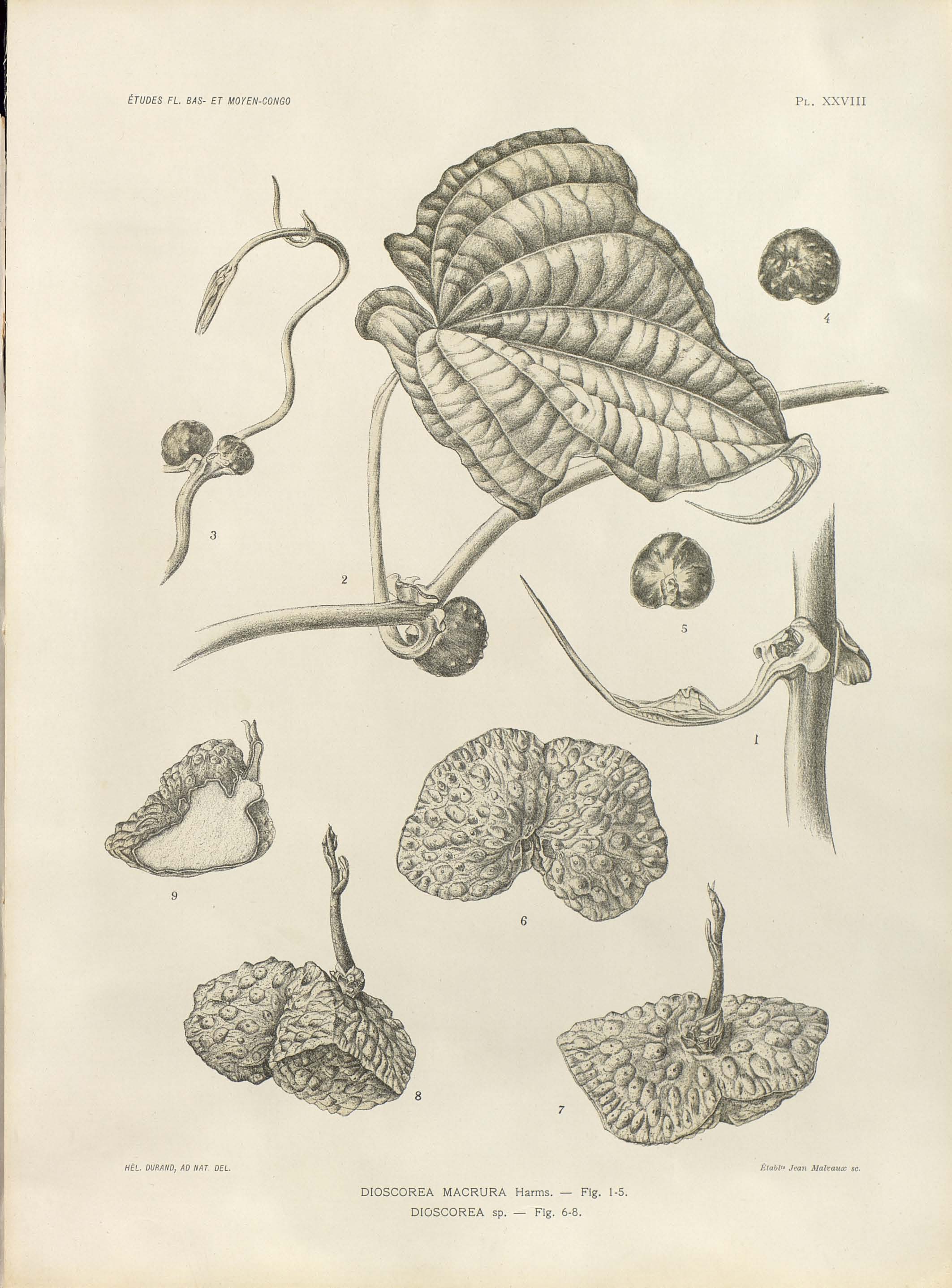 no full size  illustration available (3a)