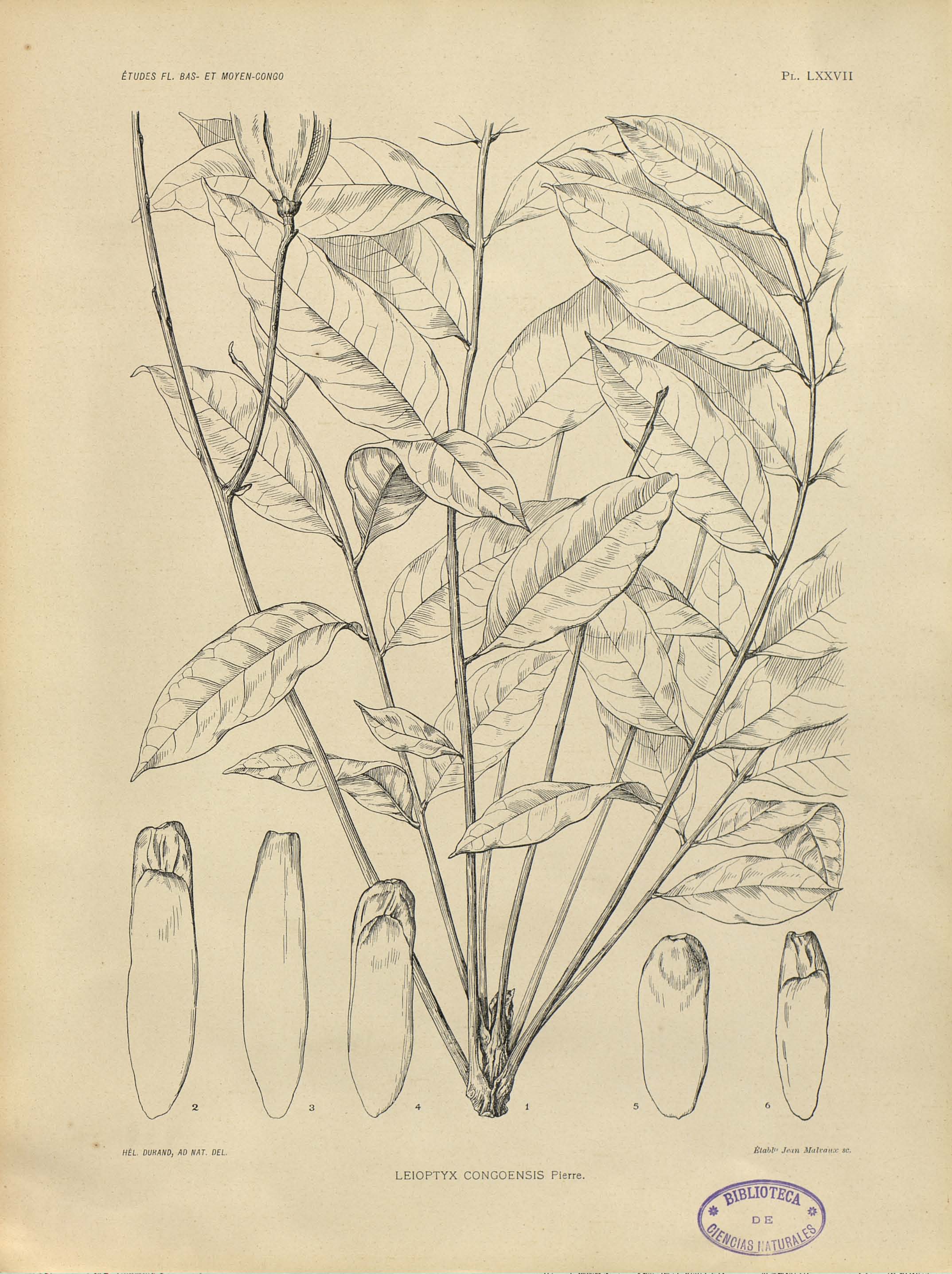 no full size  illustration available (3a)