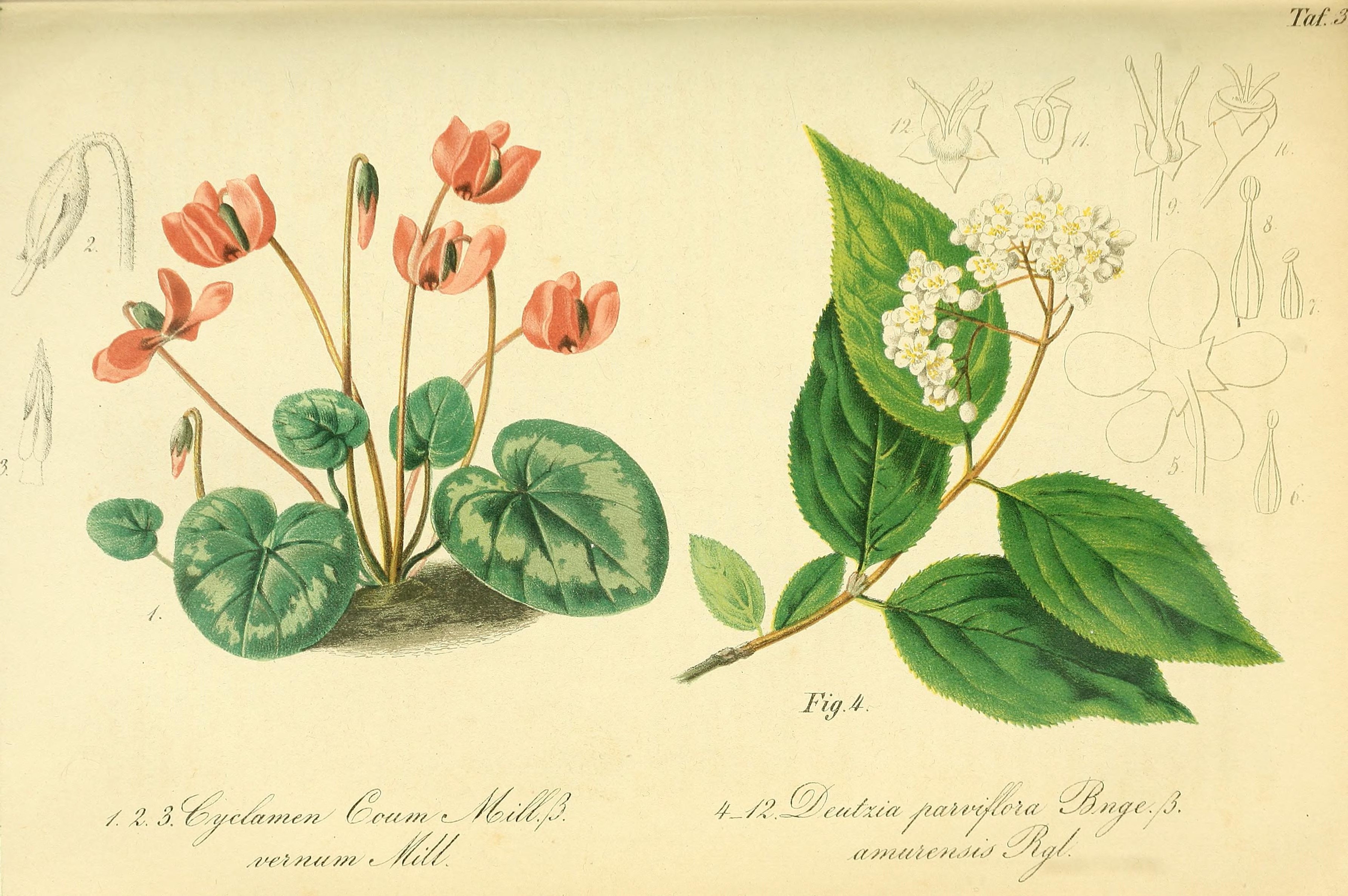 no full size  illustration available (3a)