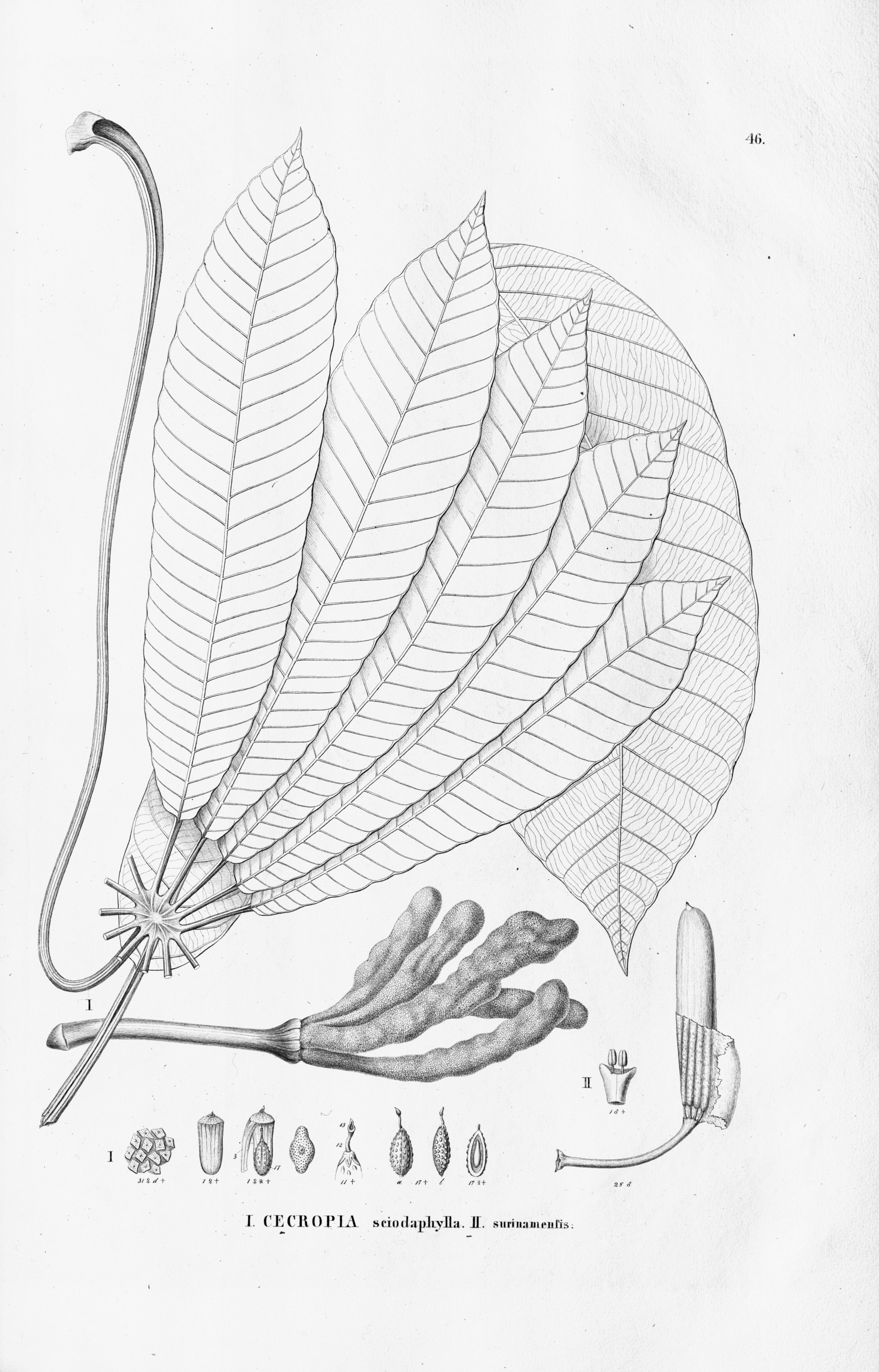 no full size  illustration available (3a)