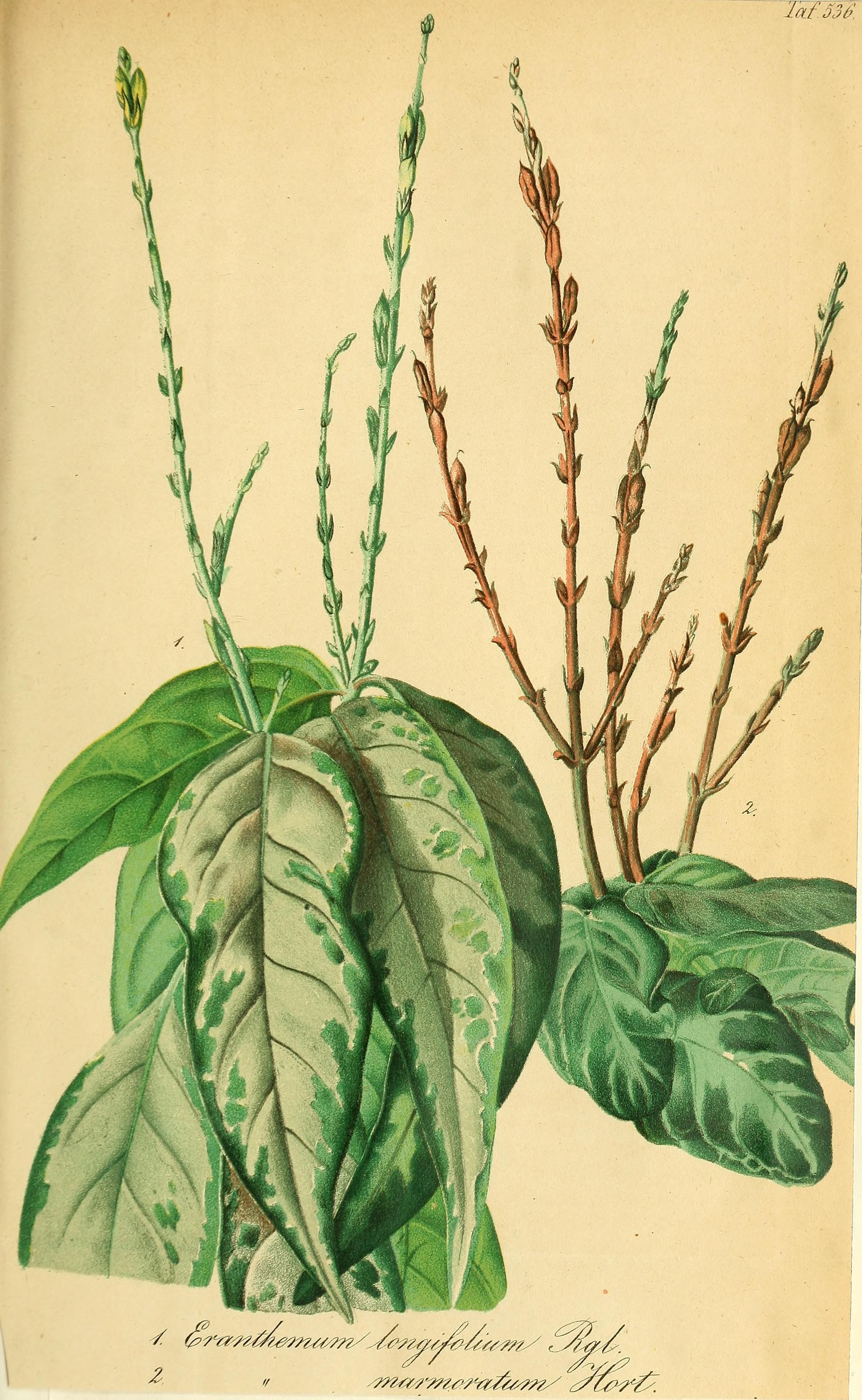 no full size  illustration available (3a)