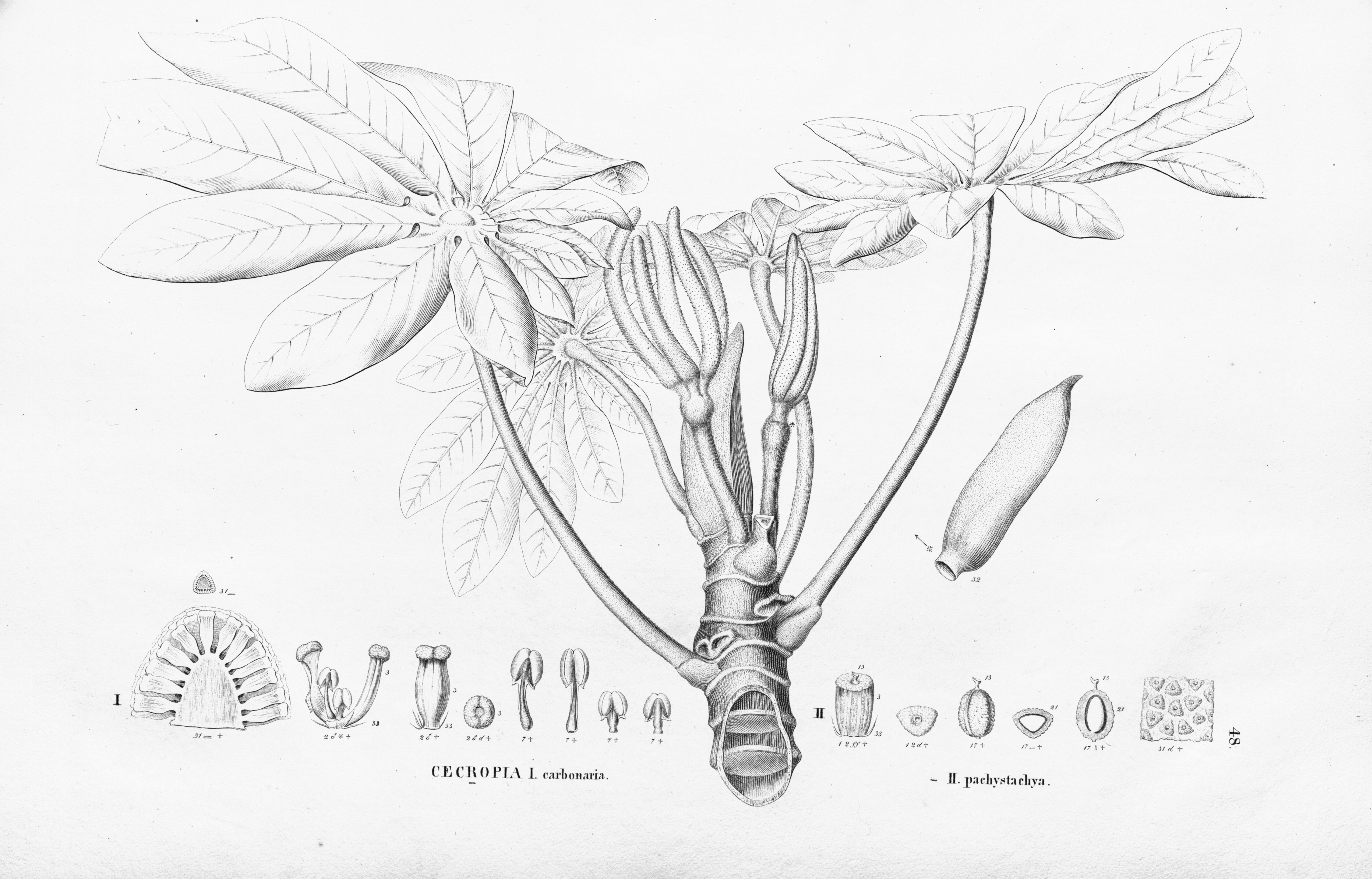 no full size  illustration available (3a)