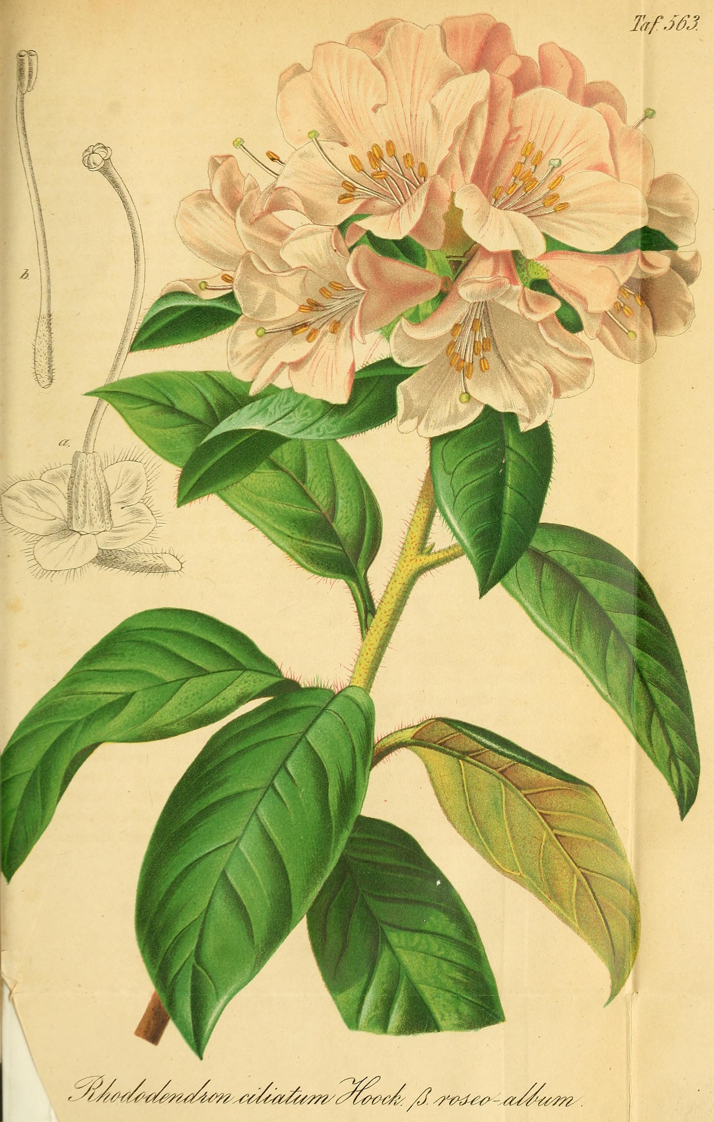 no full size  illustration available (3a)