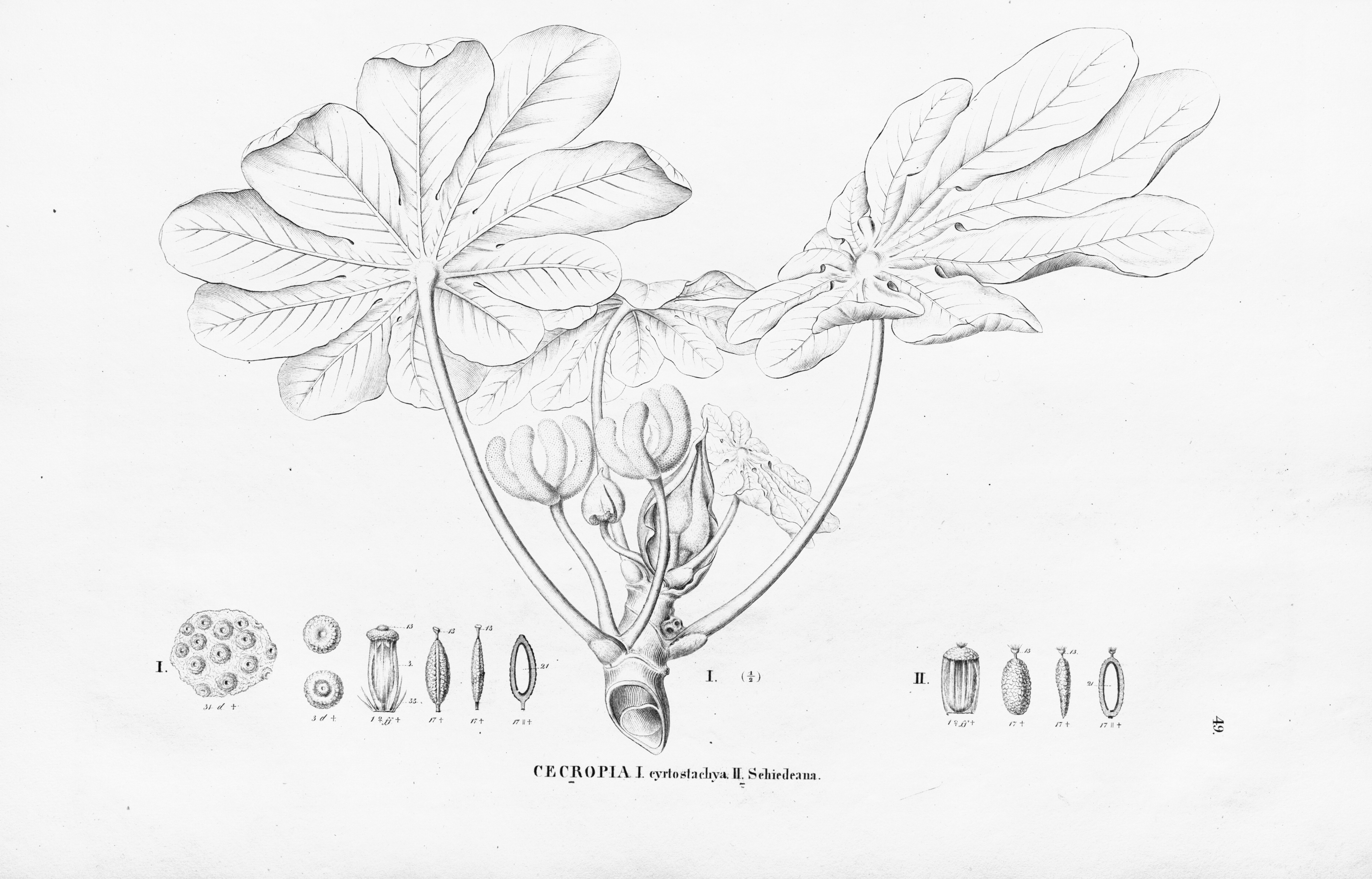 no full size  illustration available (3a)