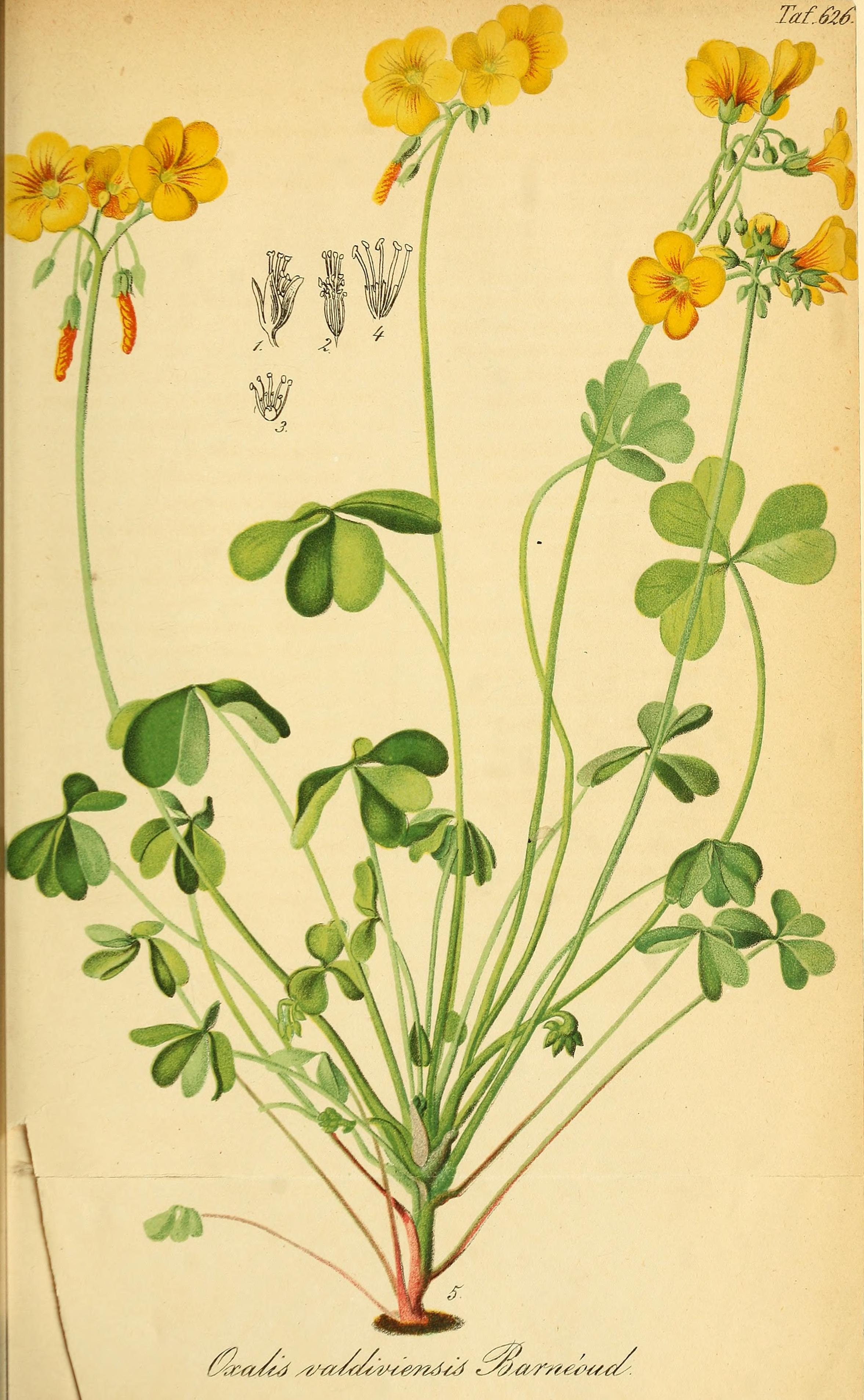 no full size  illustration available (3a)