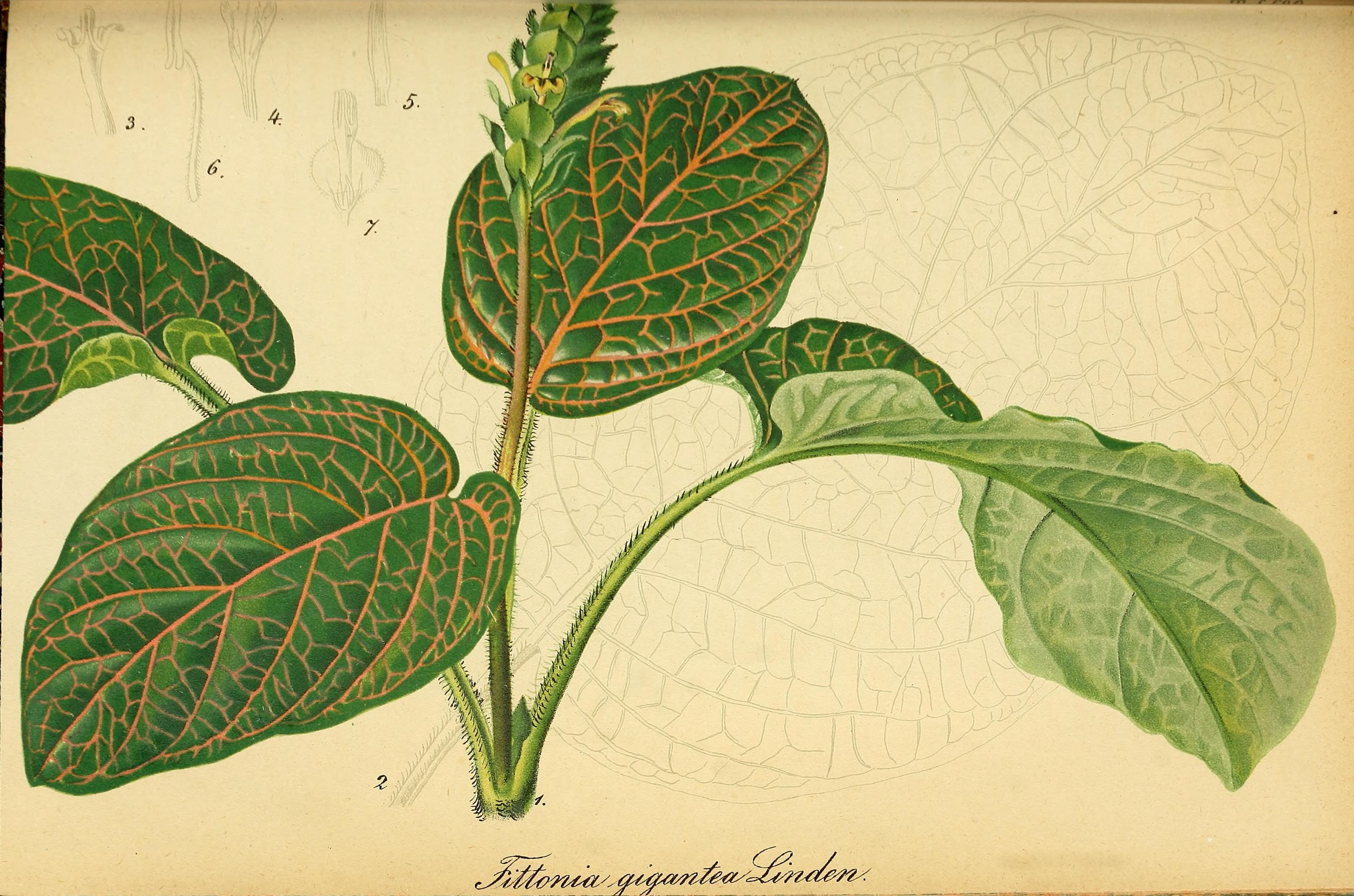 no full size  illustration available (3a)