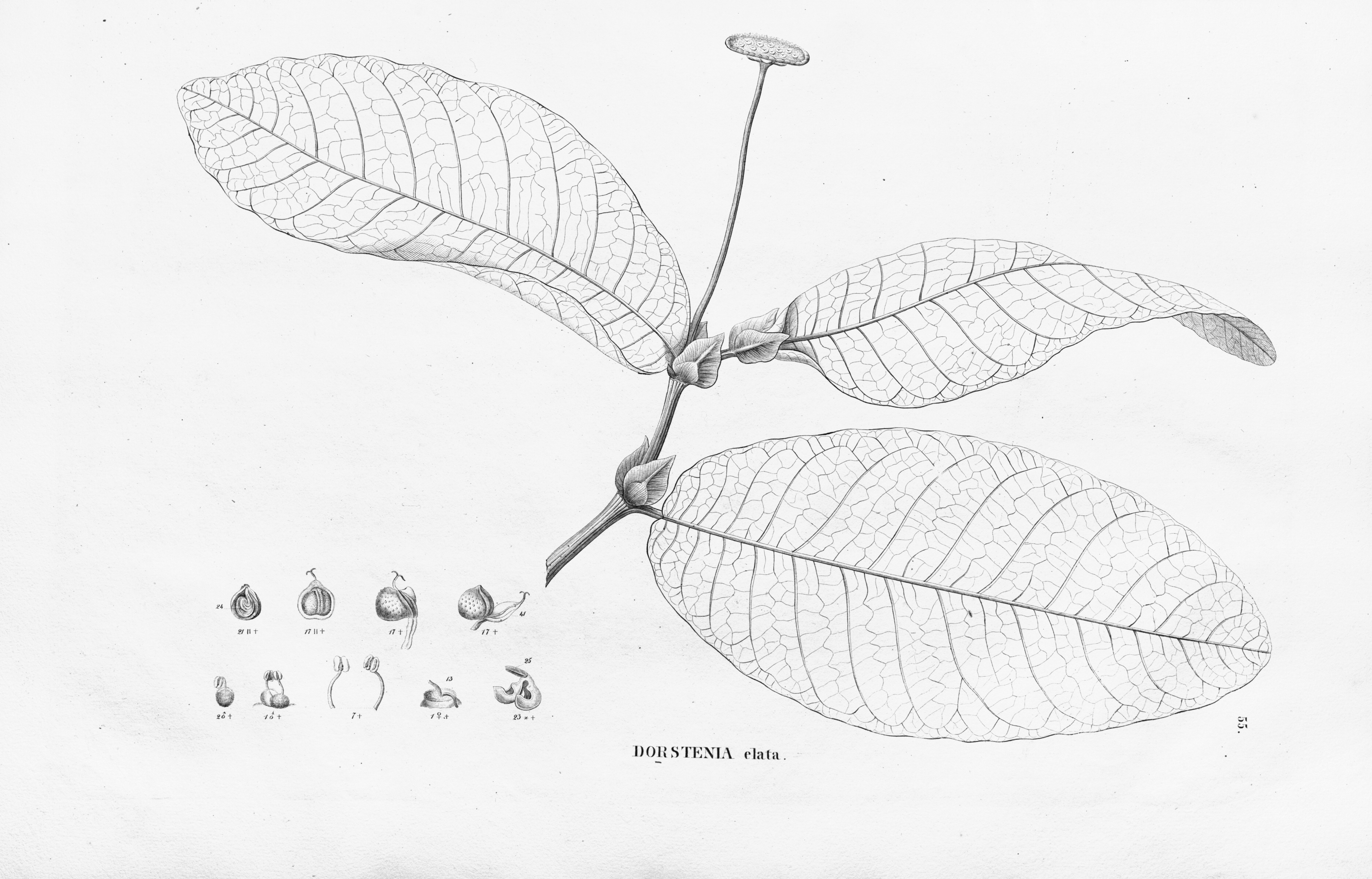 no full size  illustration available (3a)