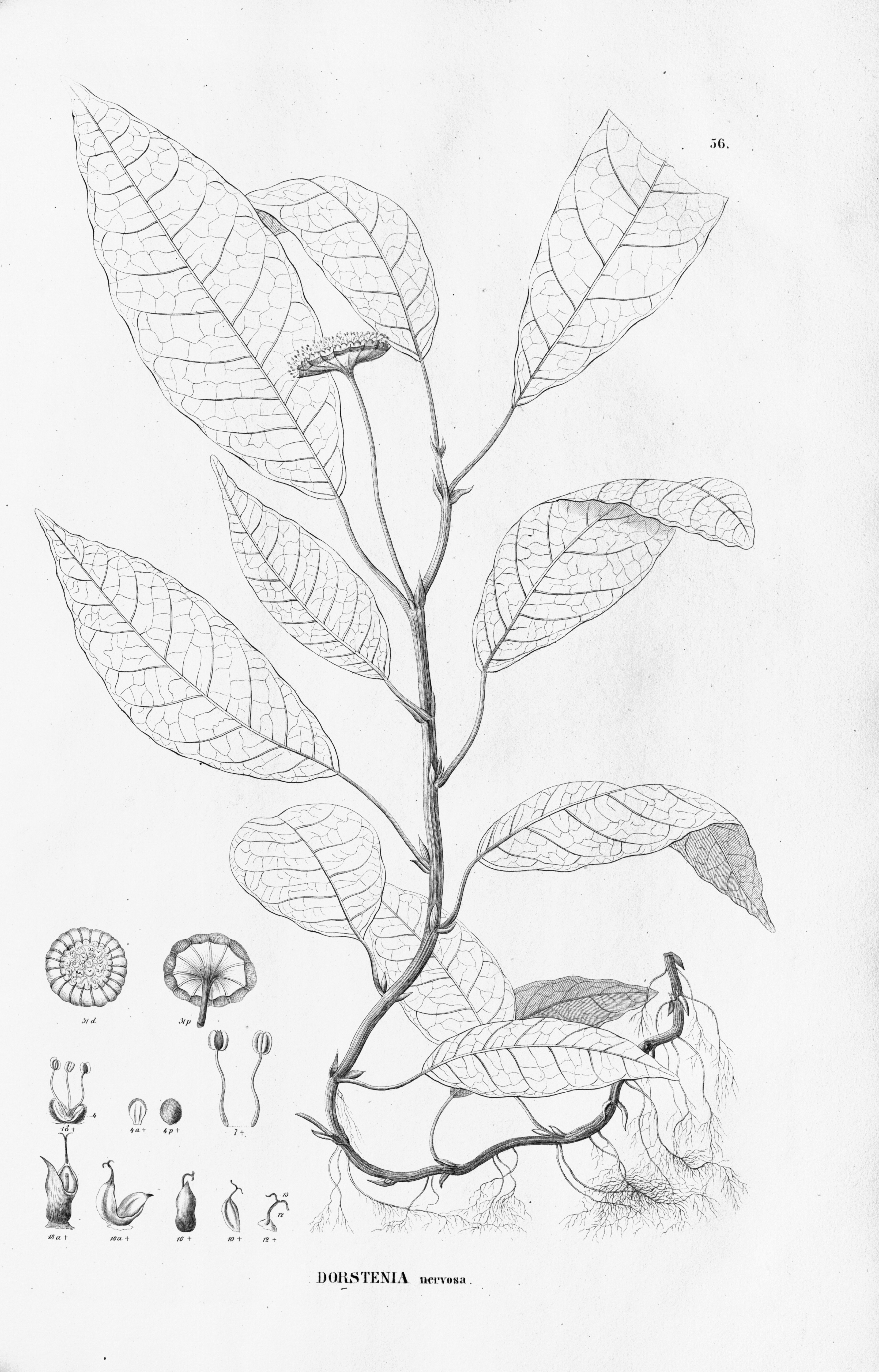 no full size  illustration available (3a)