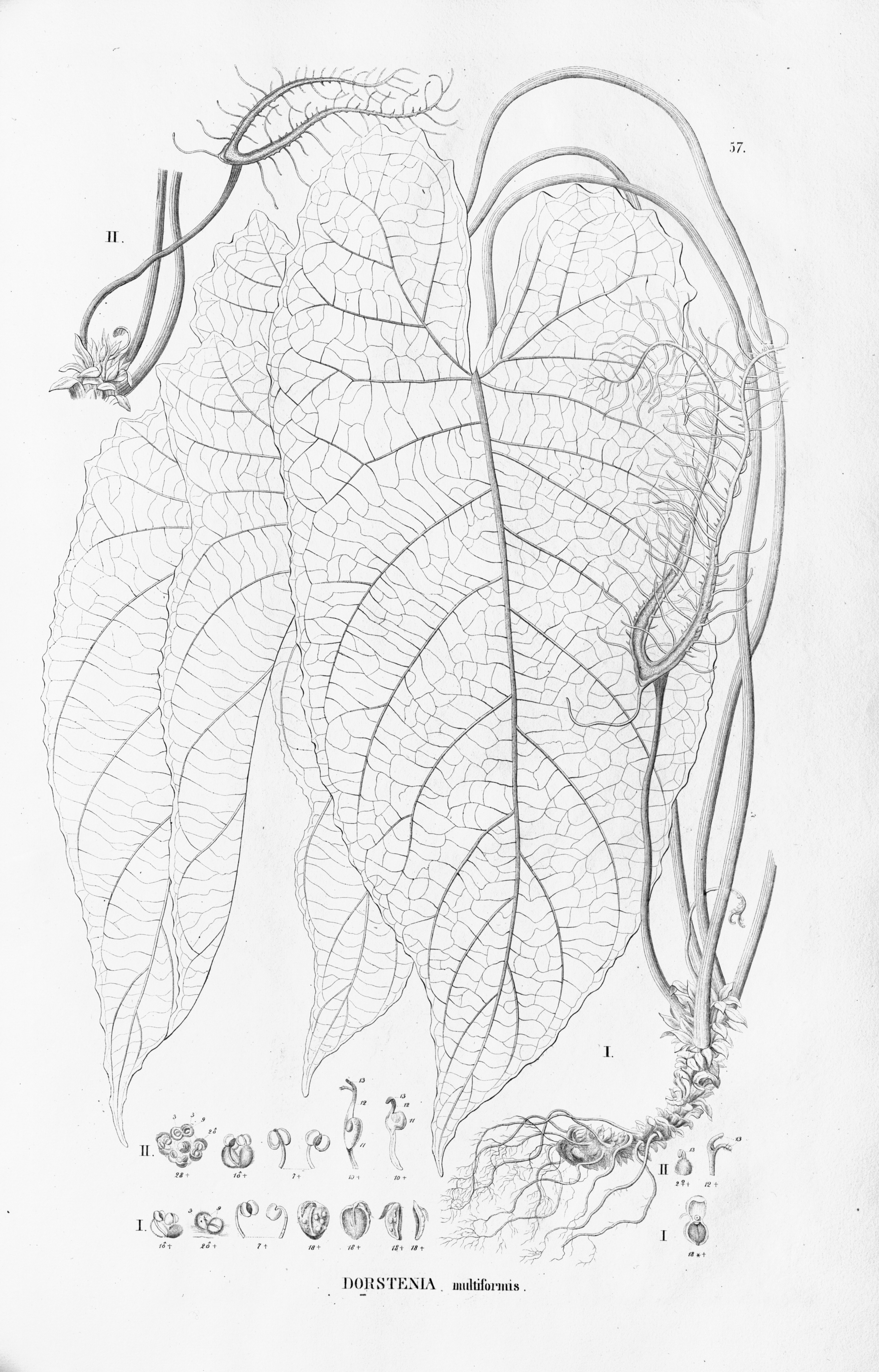 no full size  illustration available (3a)