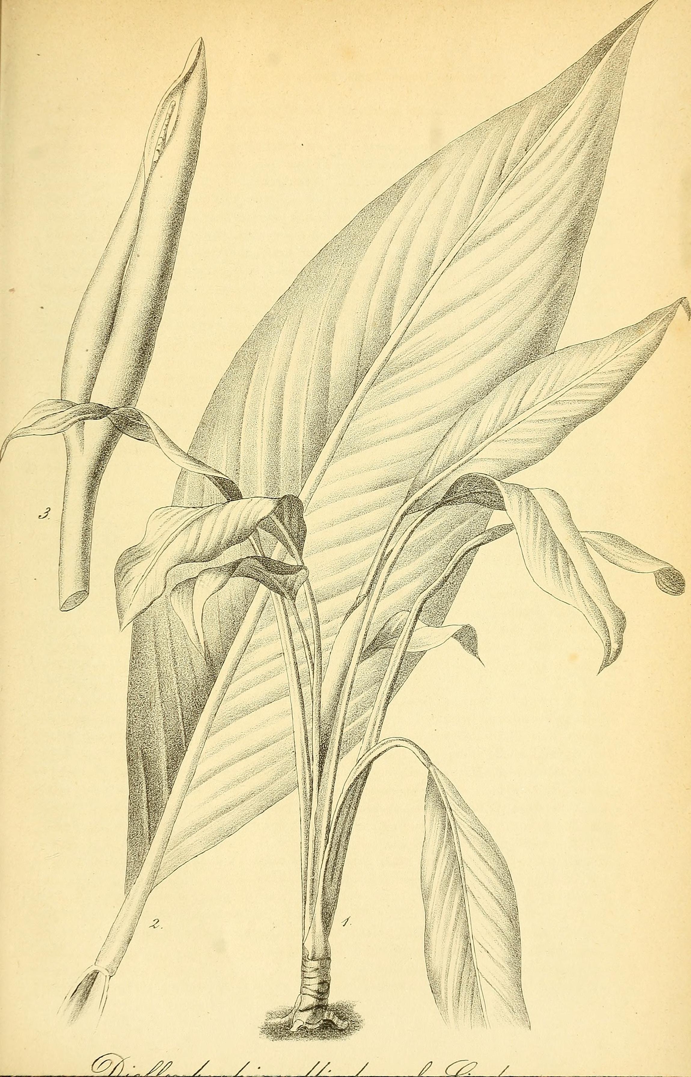 no full size  illustration available (3a)