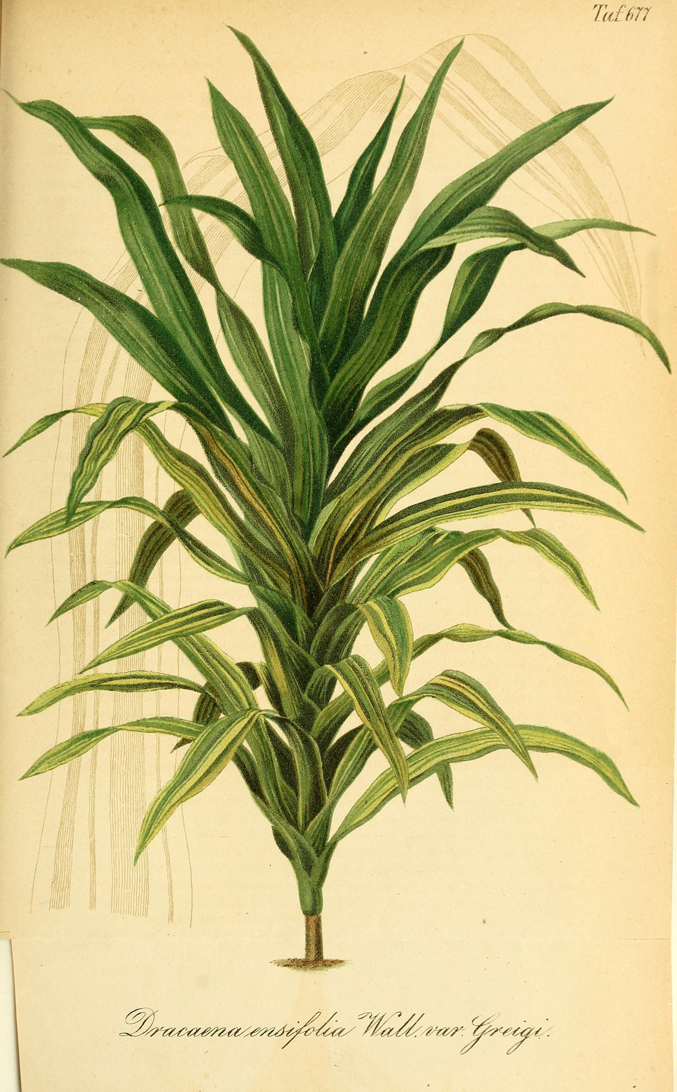 no full size  illustration available (3a)