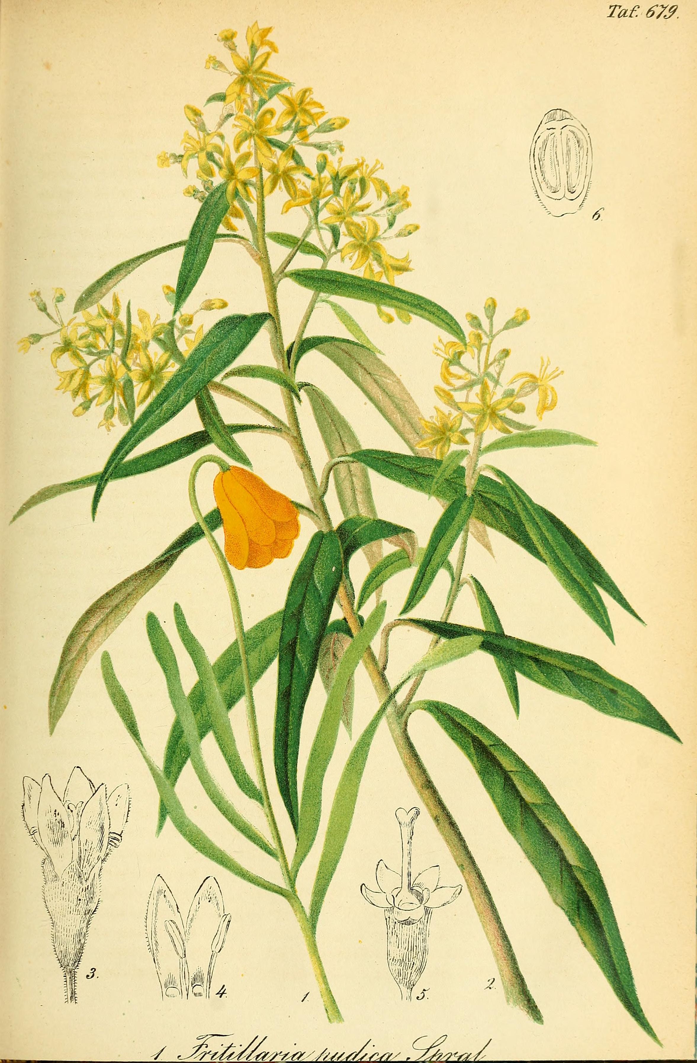 no full size  illustration available (3a)