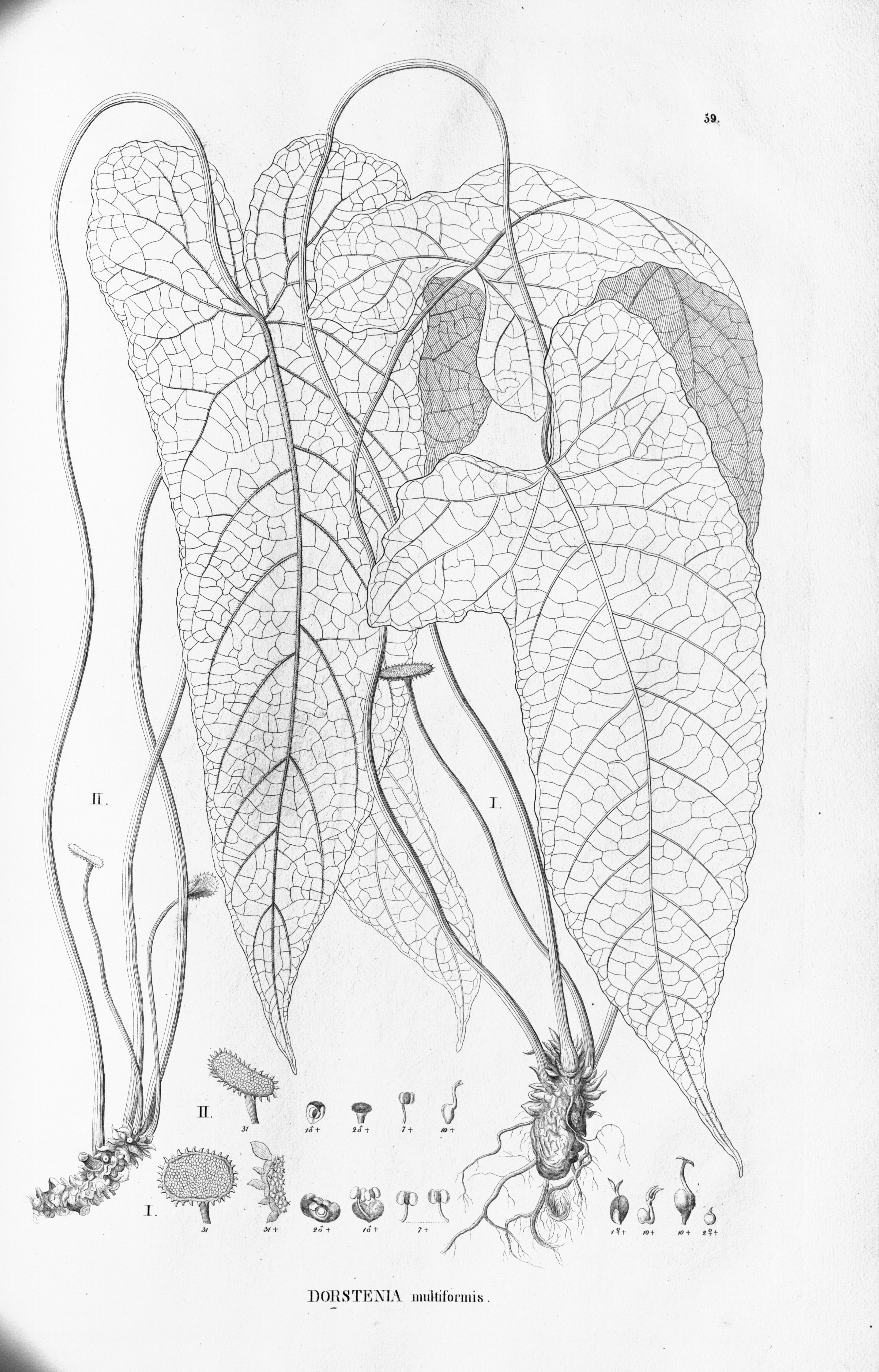 no full size  illustration available (3a)