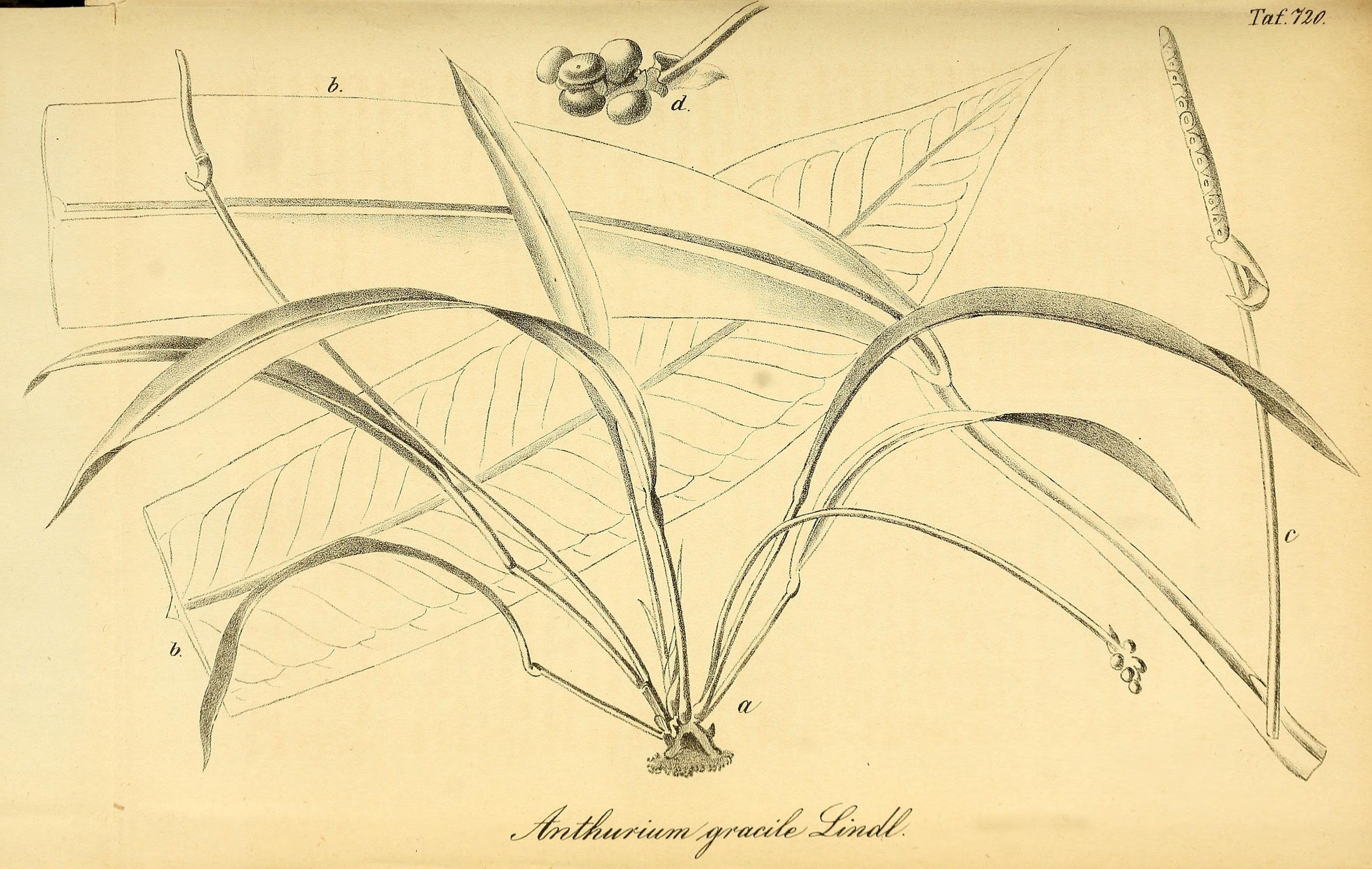 no full size  illustration available (3a)