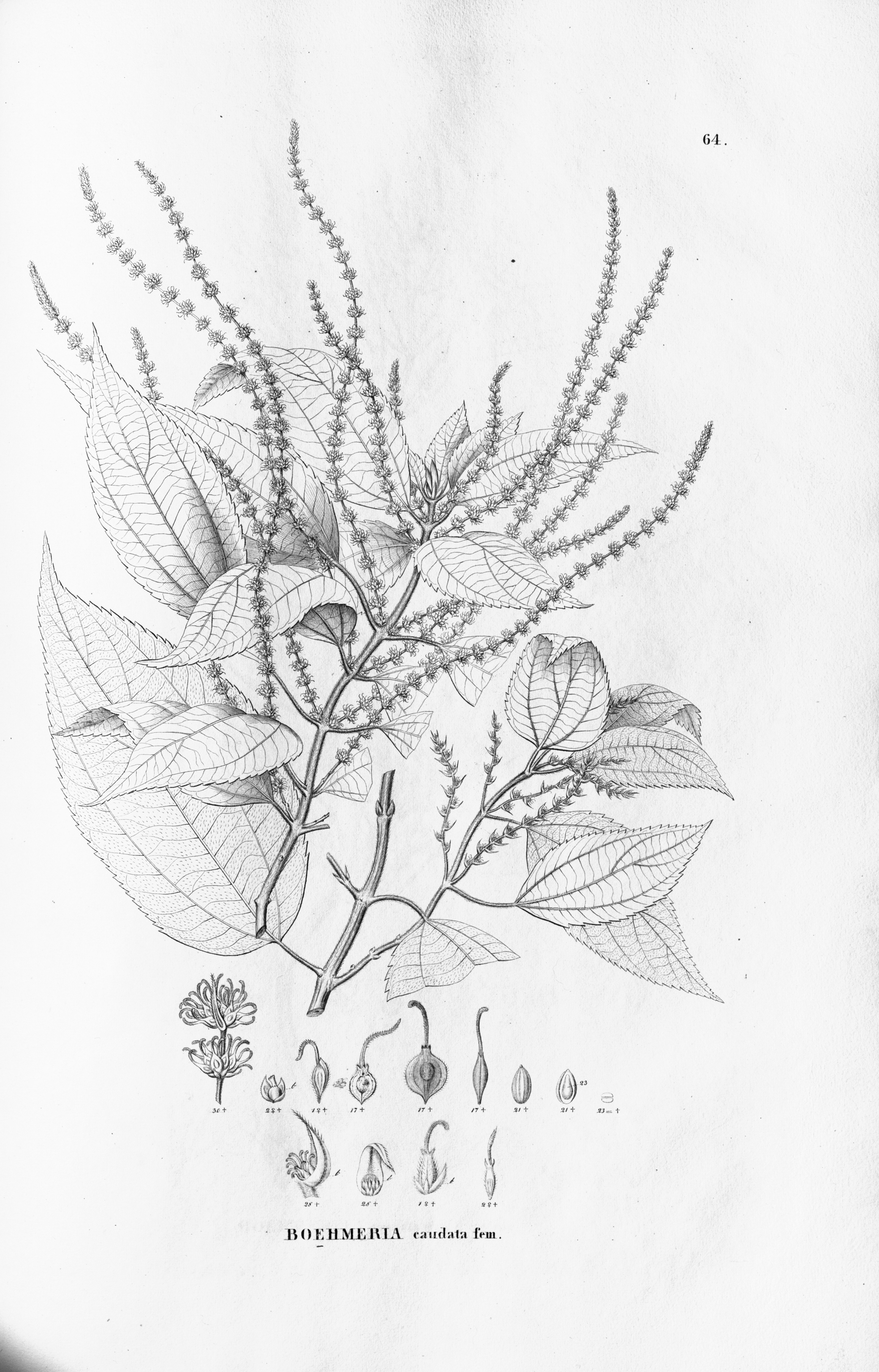 no full size  illustration available (3a)