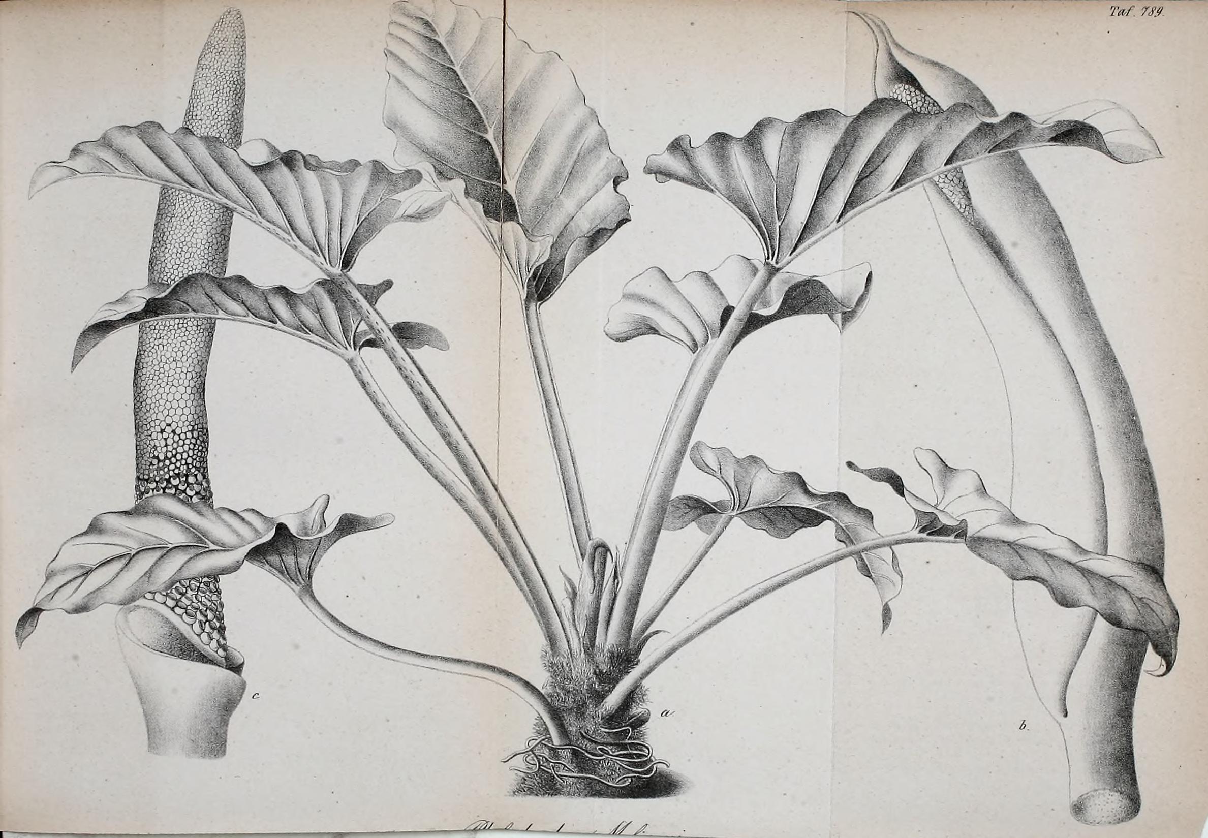 no full size  illustration available (3a)