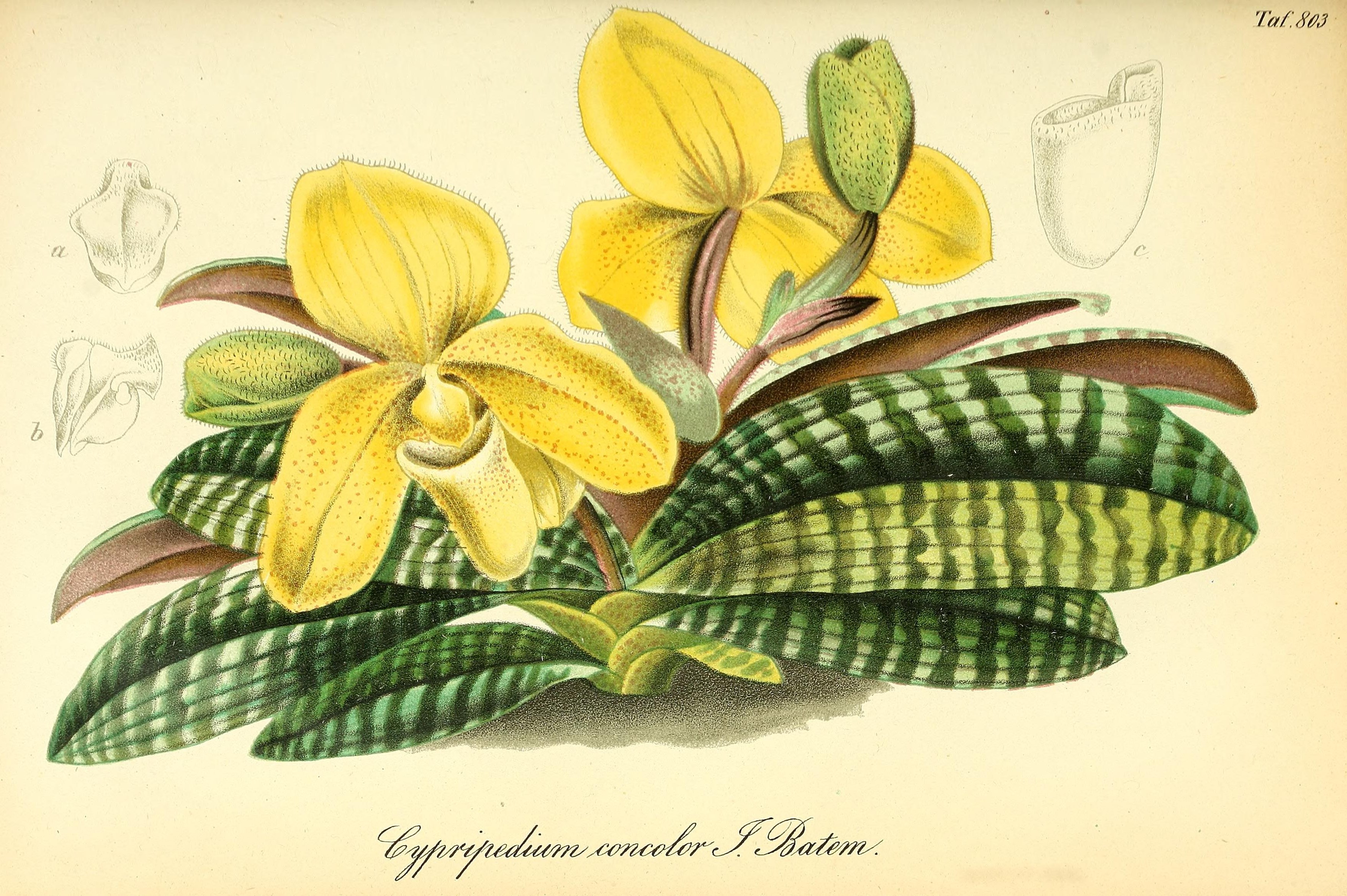 no full size  illustration available (3a)