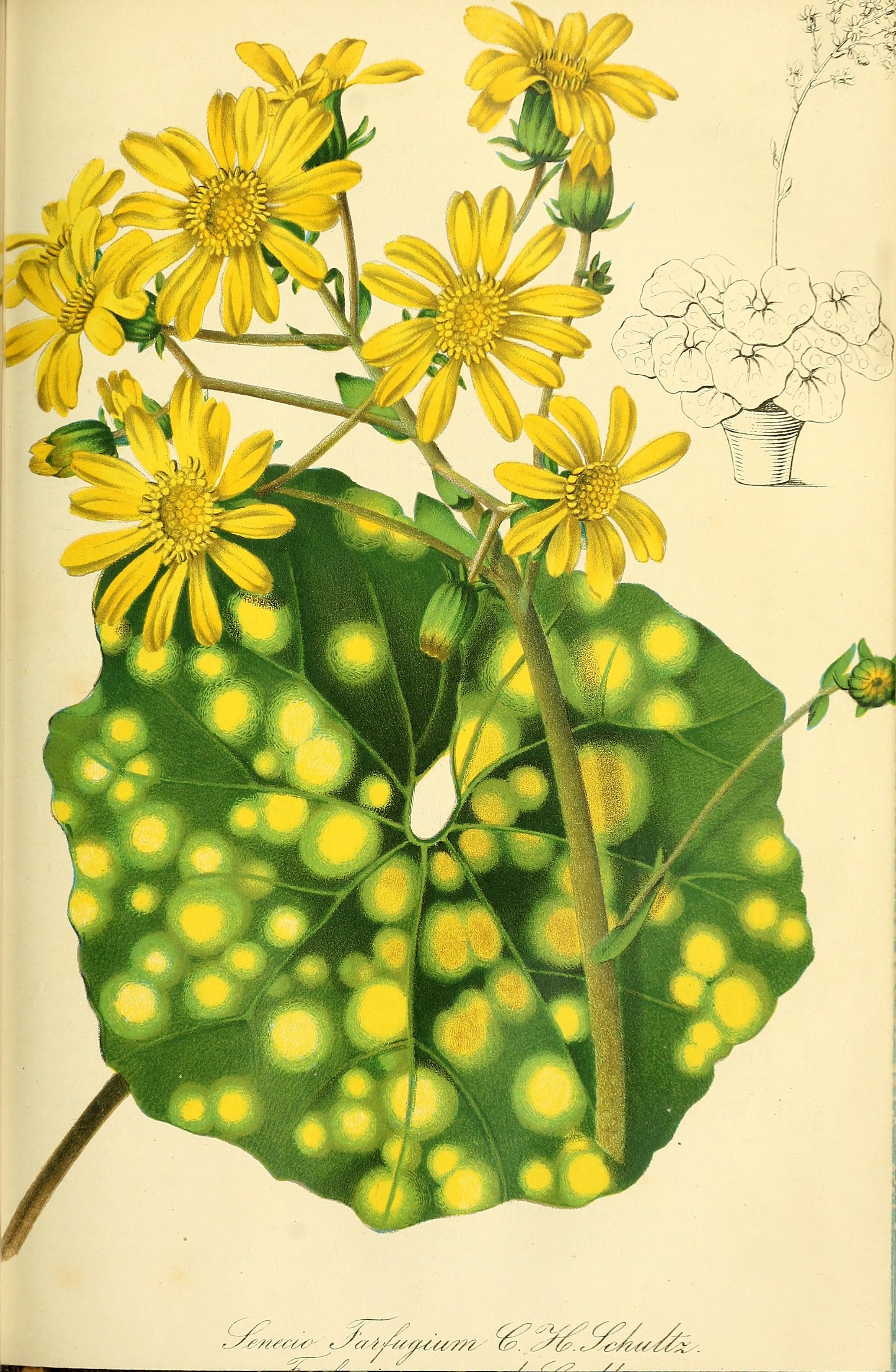 no full size  illustration available (3a)