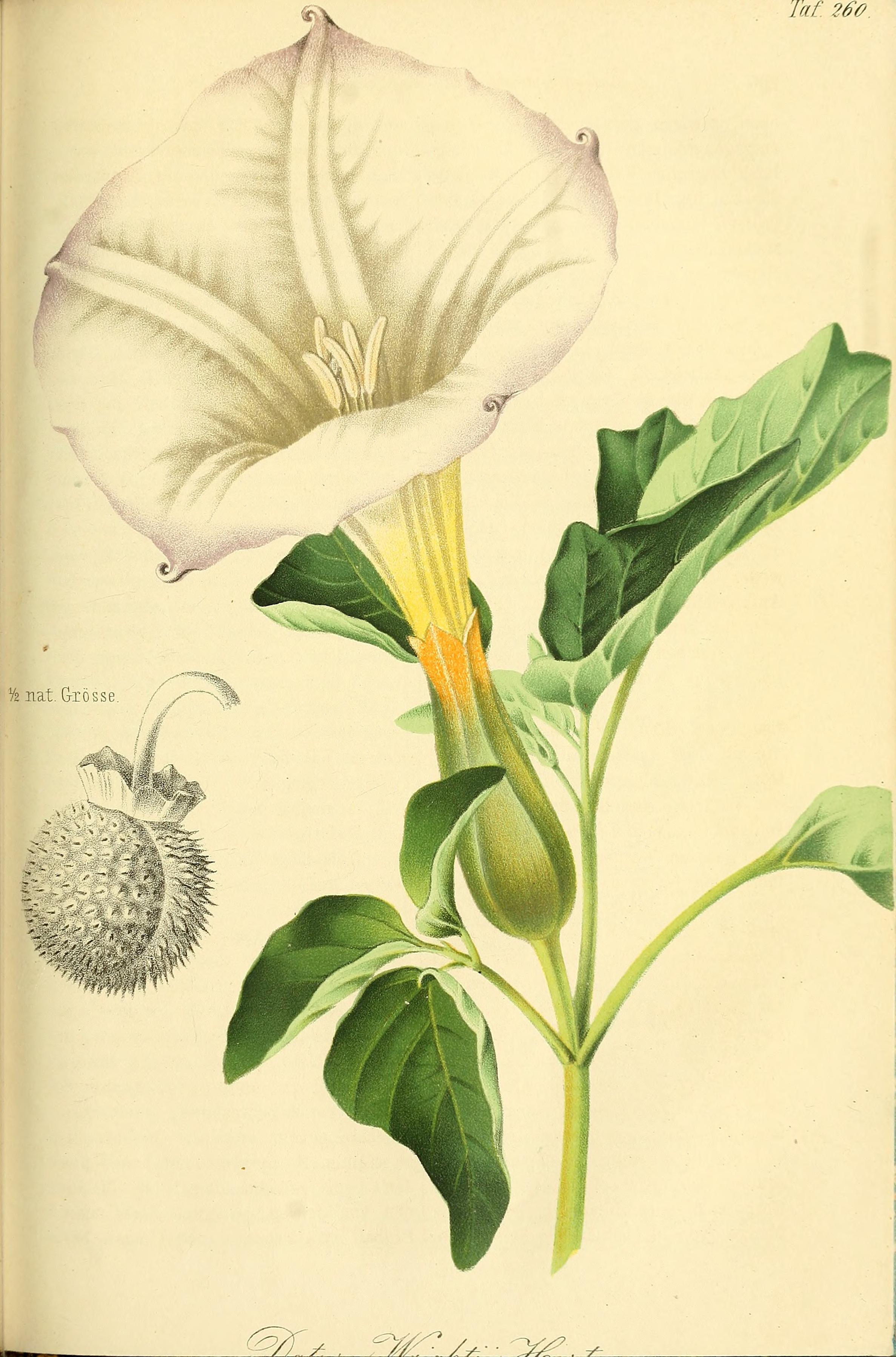 no full size  illustration available (3a)