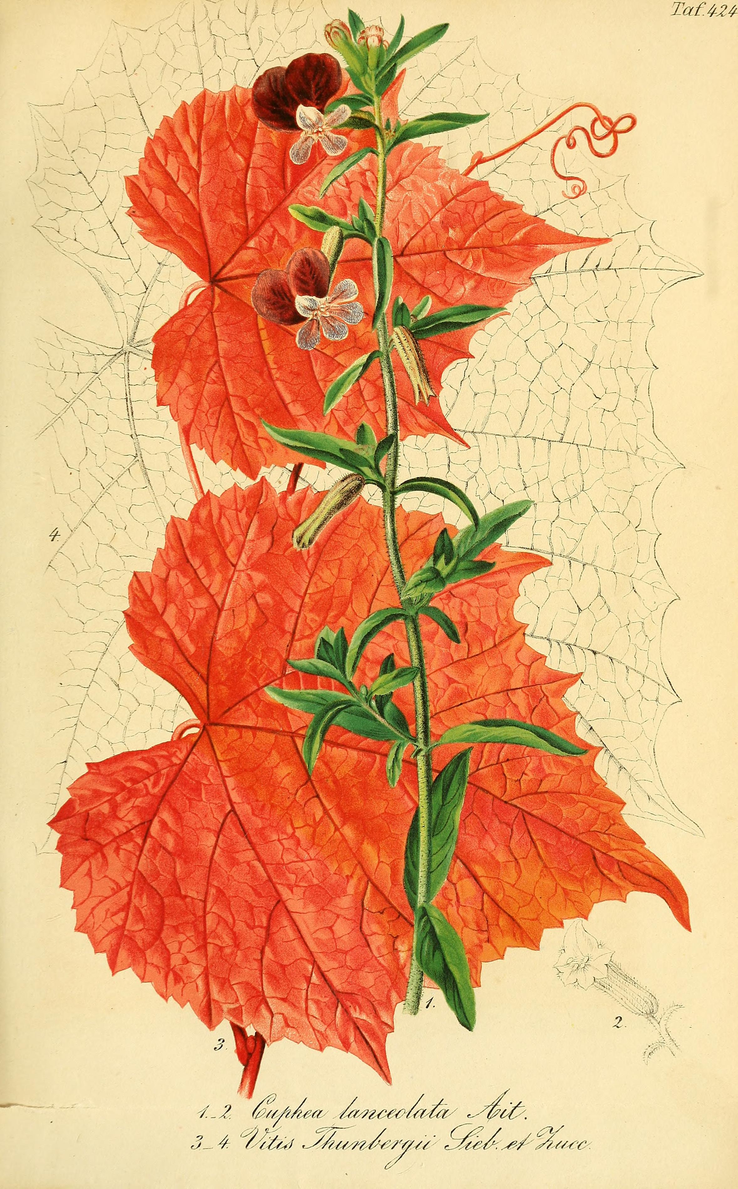 no full size  illustration available (3a)