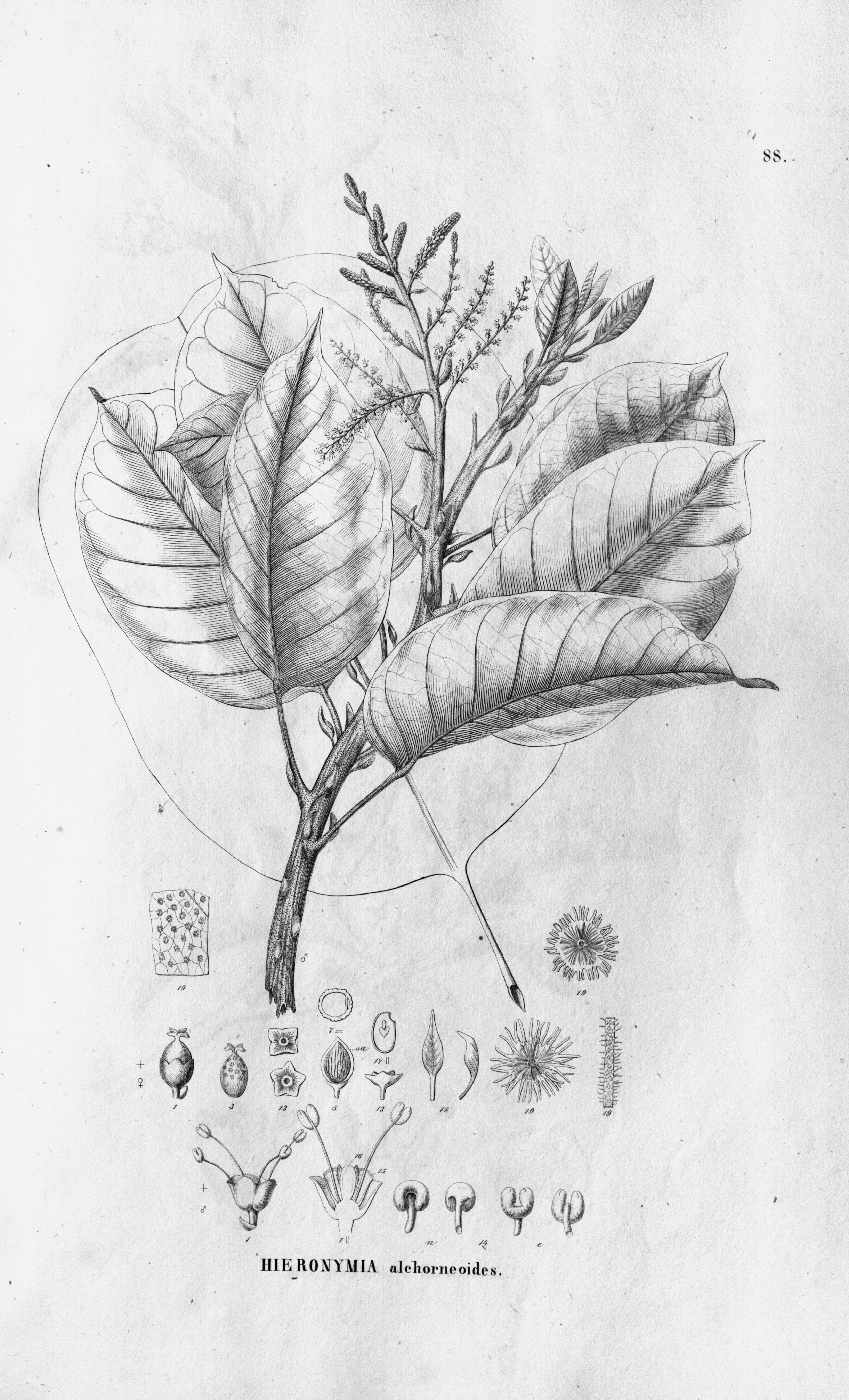 no full size  illustration available (3a)