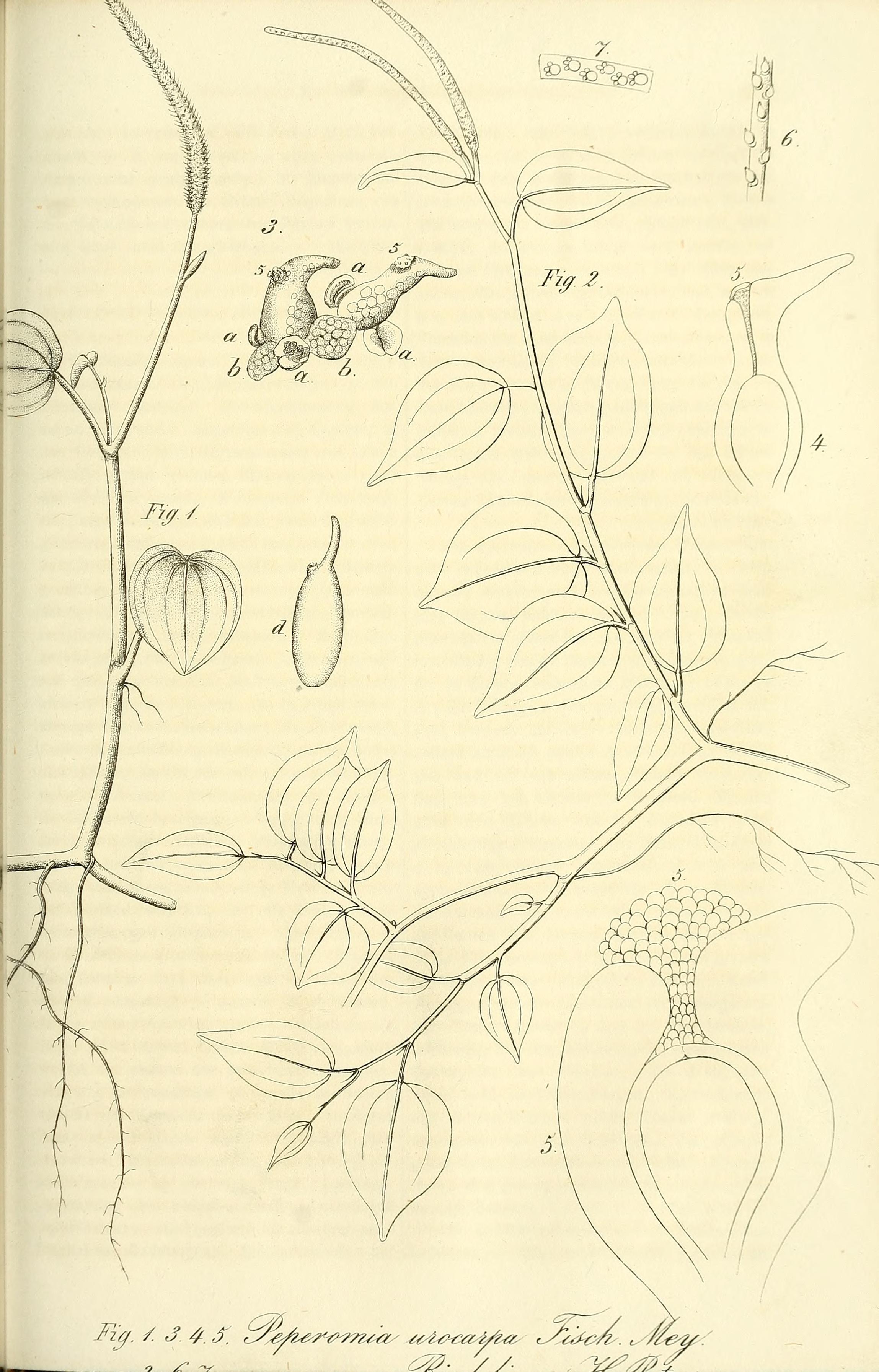 no full size  illustration available (3a)