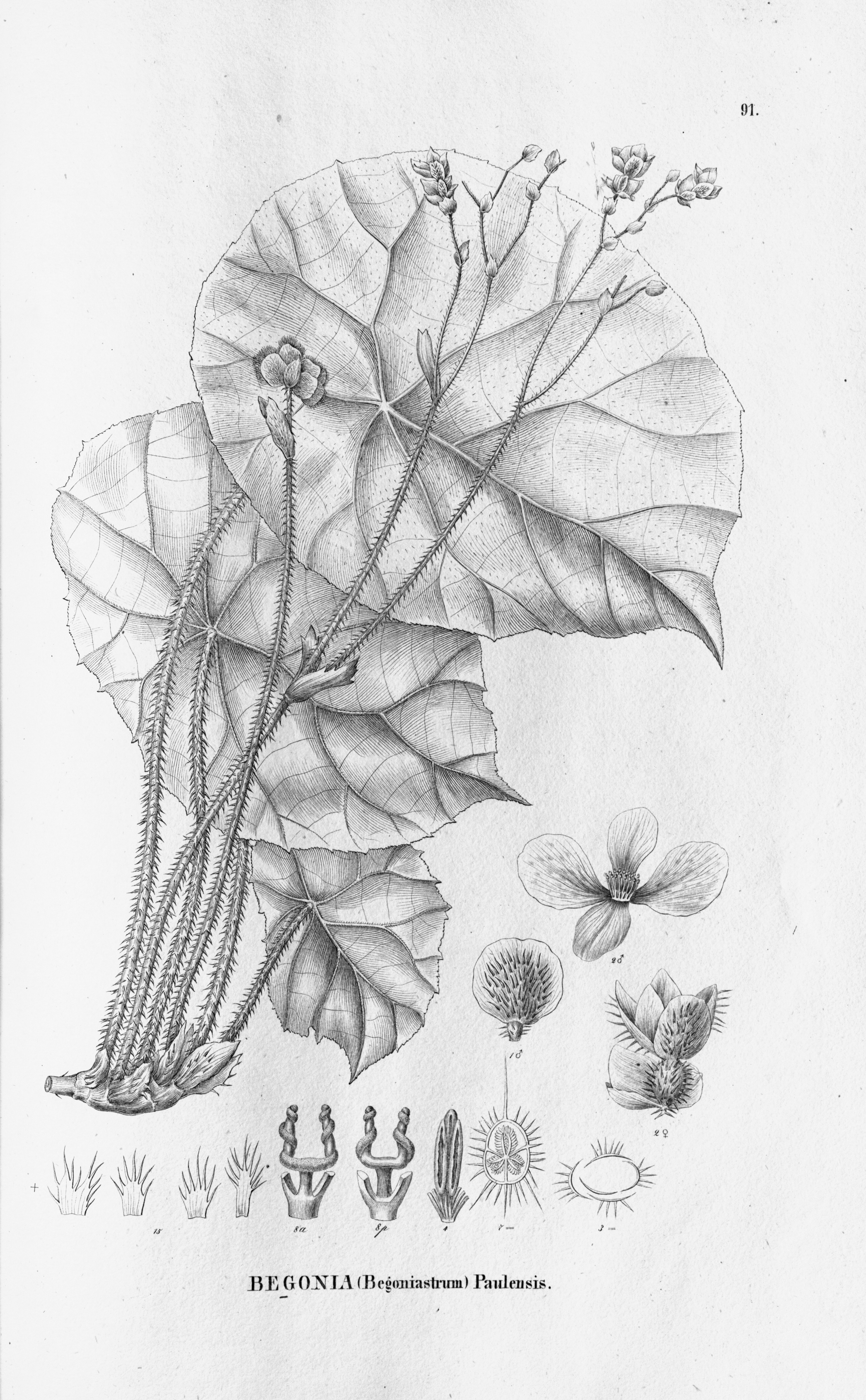 no full size  illustration available (3a)