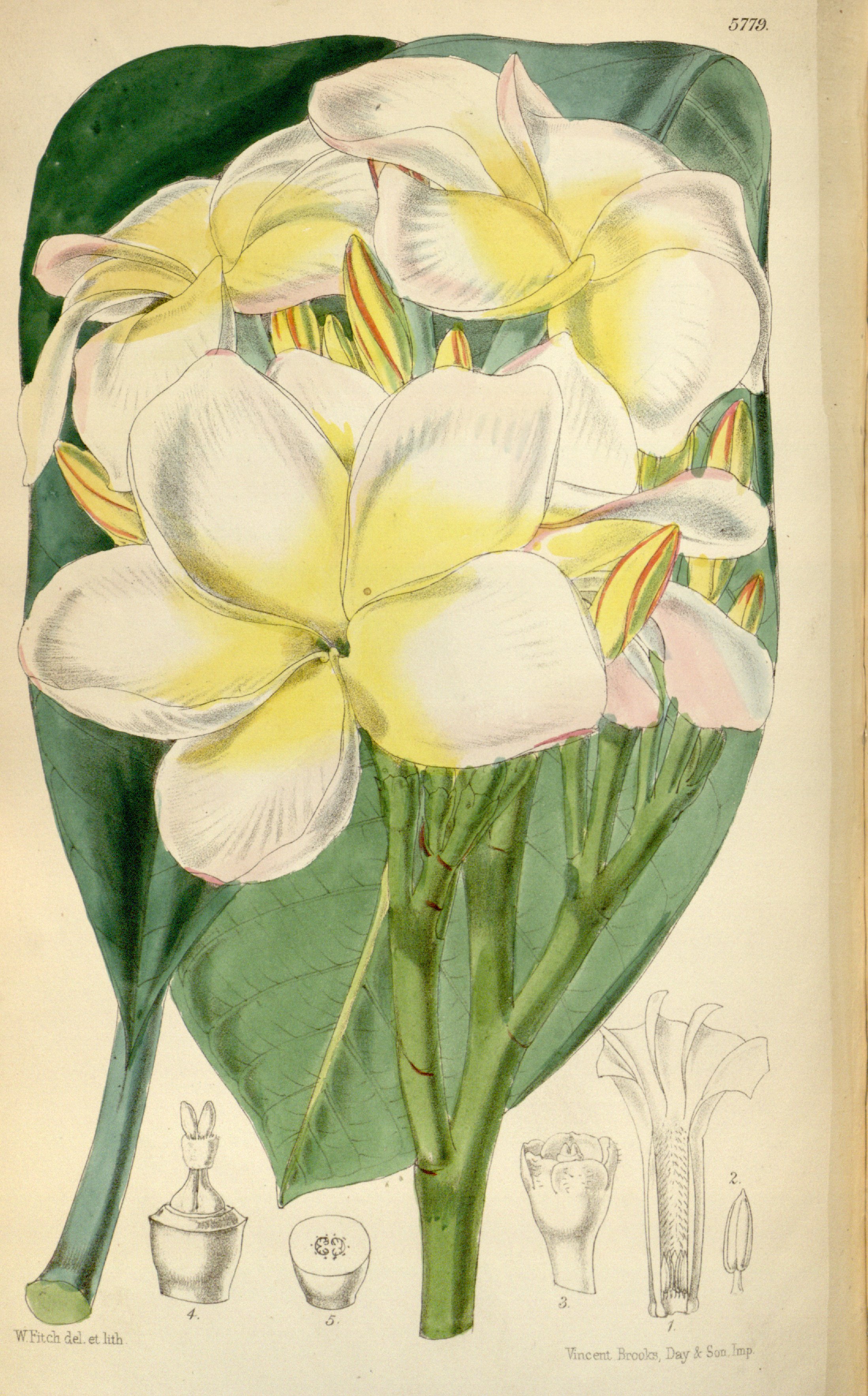 no full size  illustration available (3a)