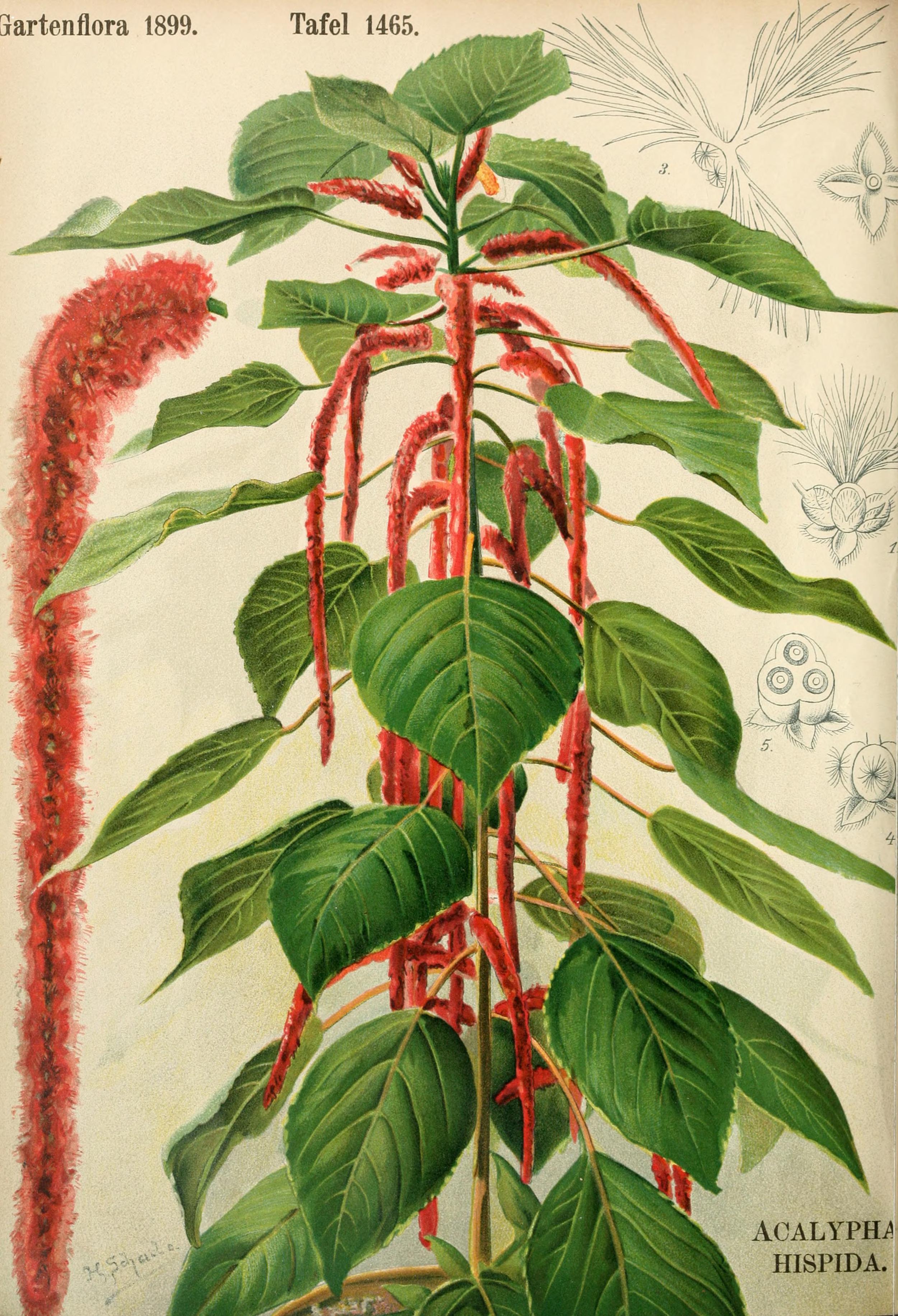 no full size  illustration available (3a)