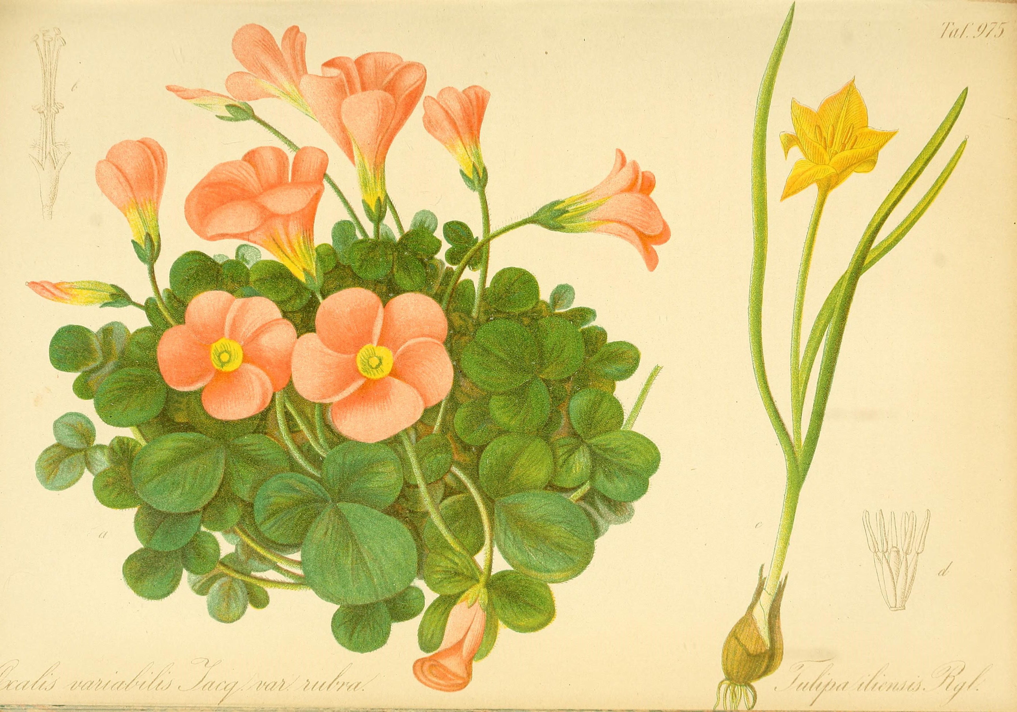 no full size  illustration available (3a)