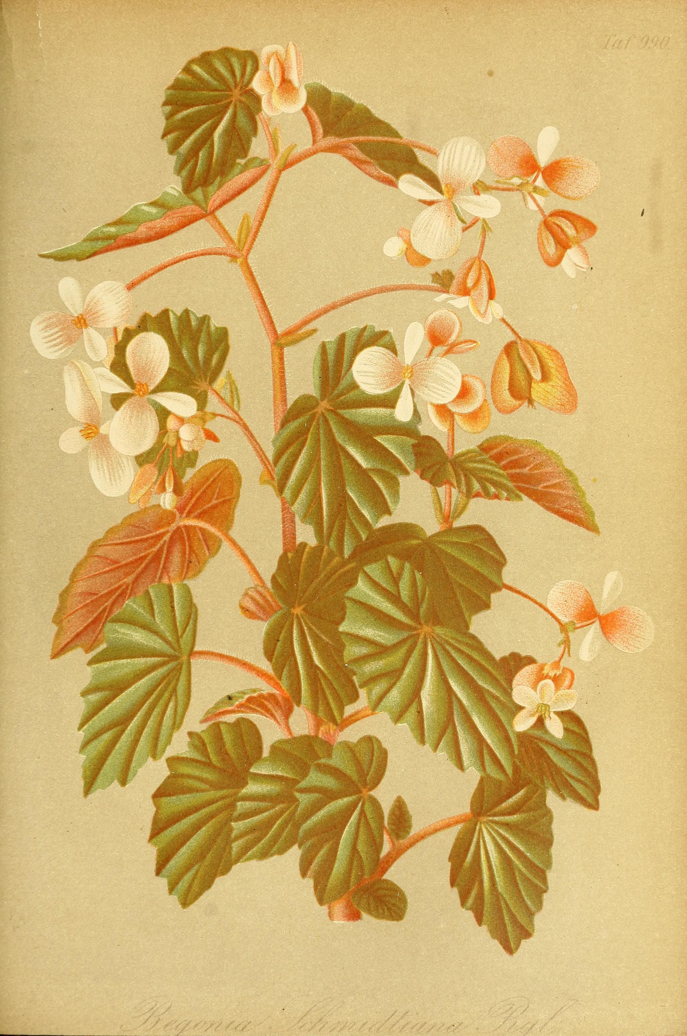 no full size  illustration available (3a)