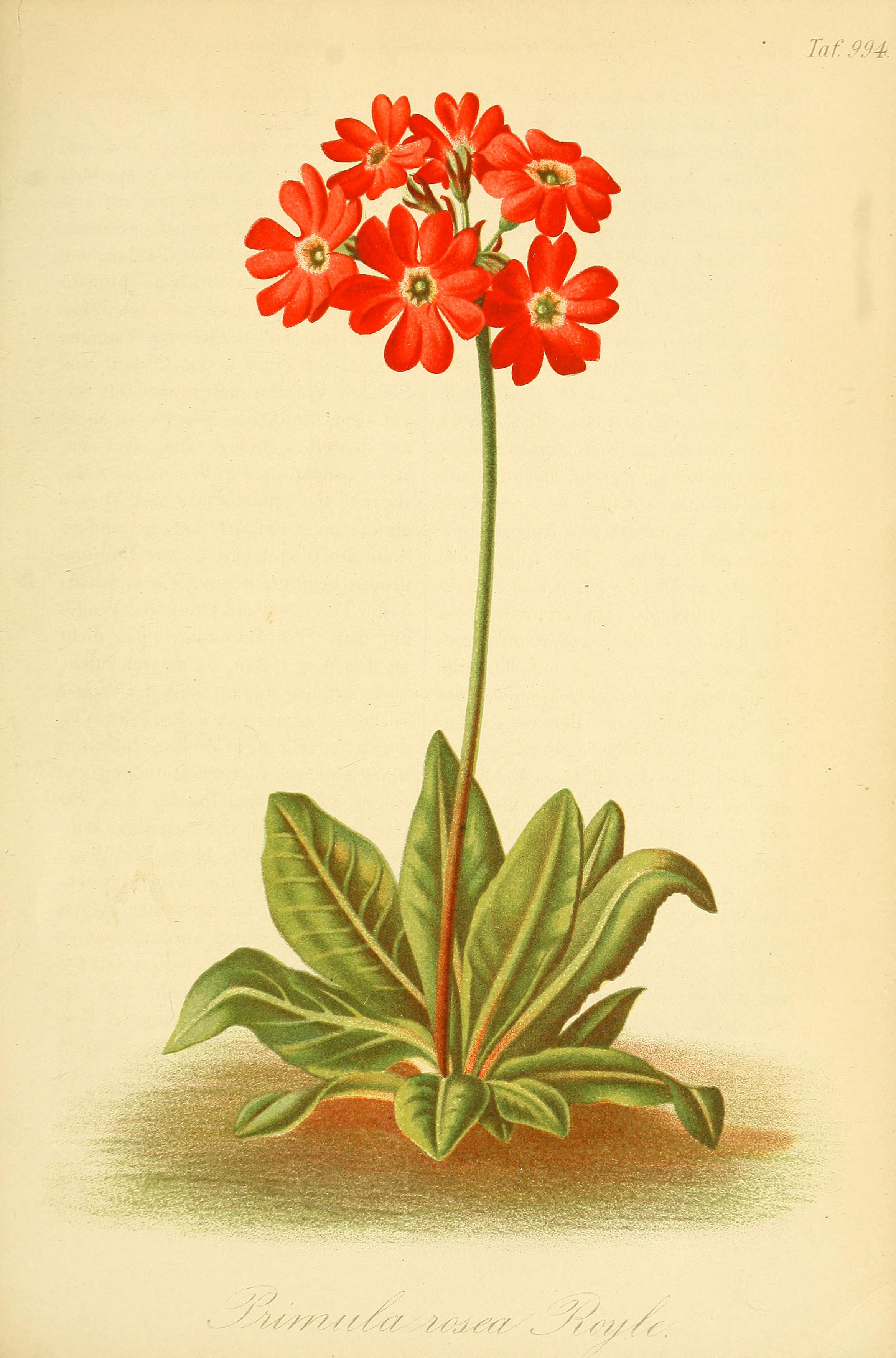 no full size  illustration available (3a)