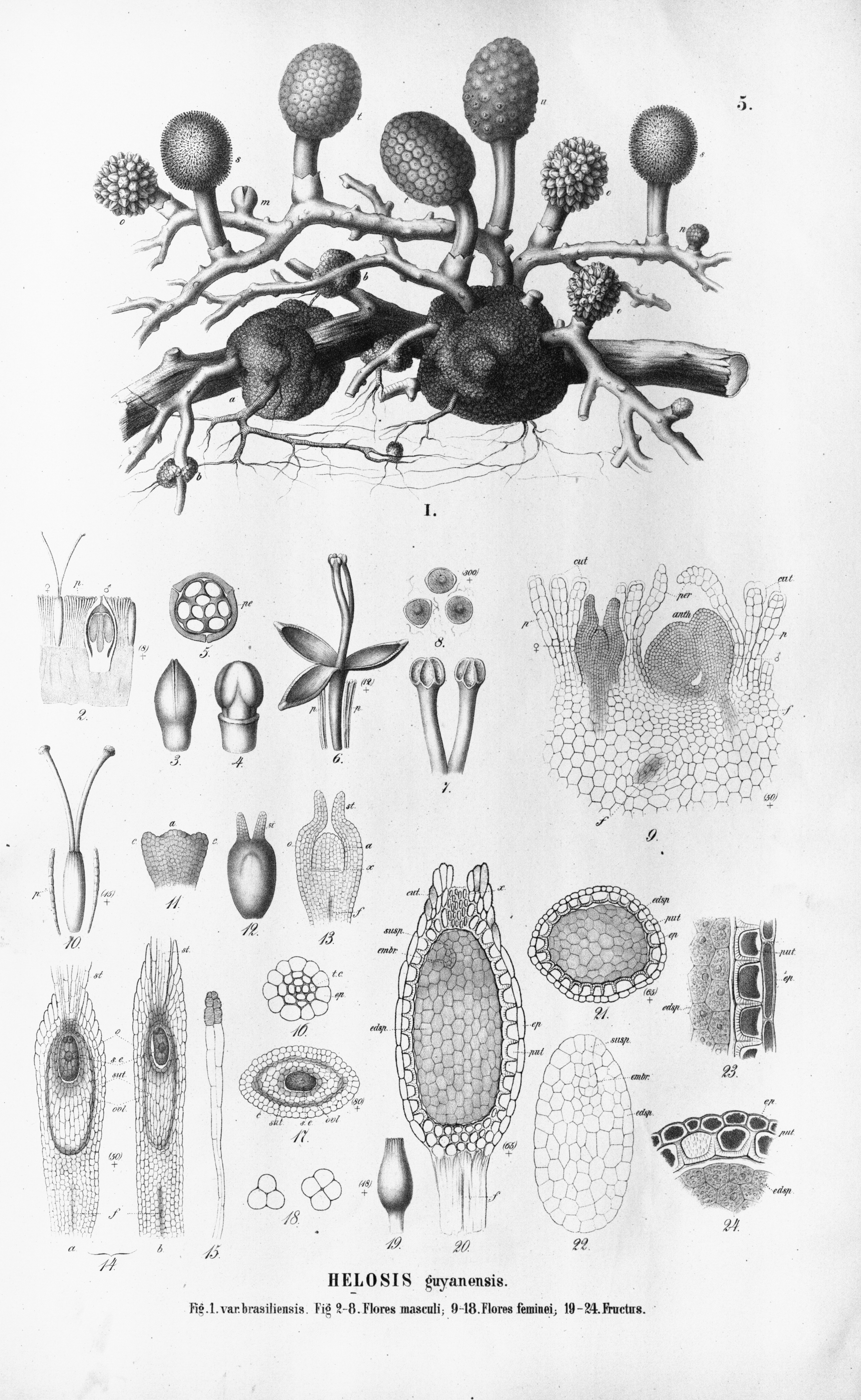 no full size  illustration available (3a)