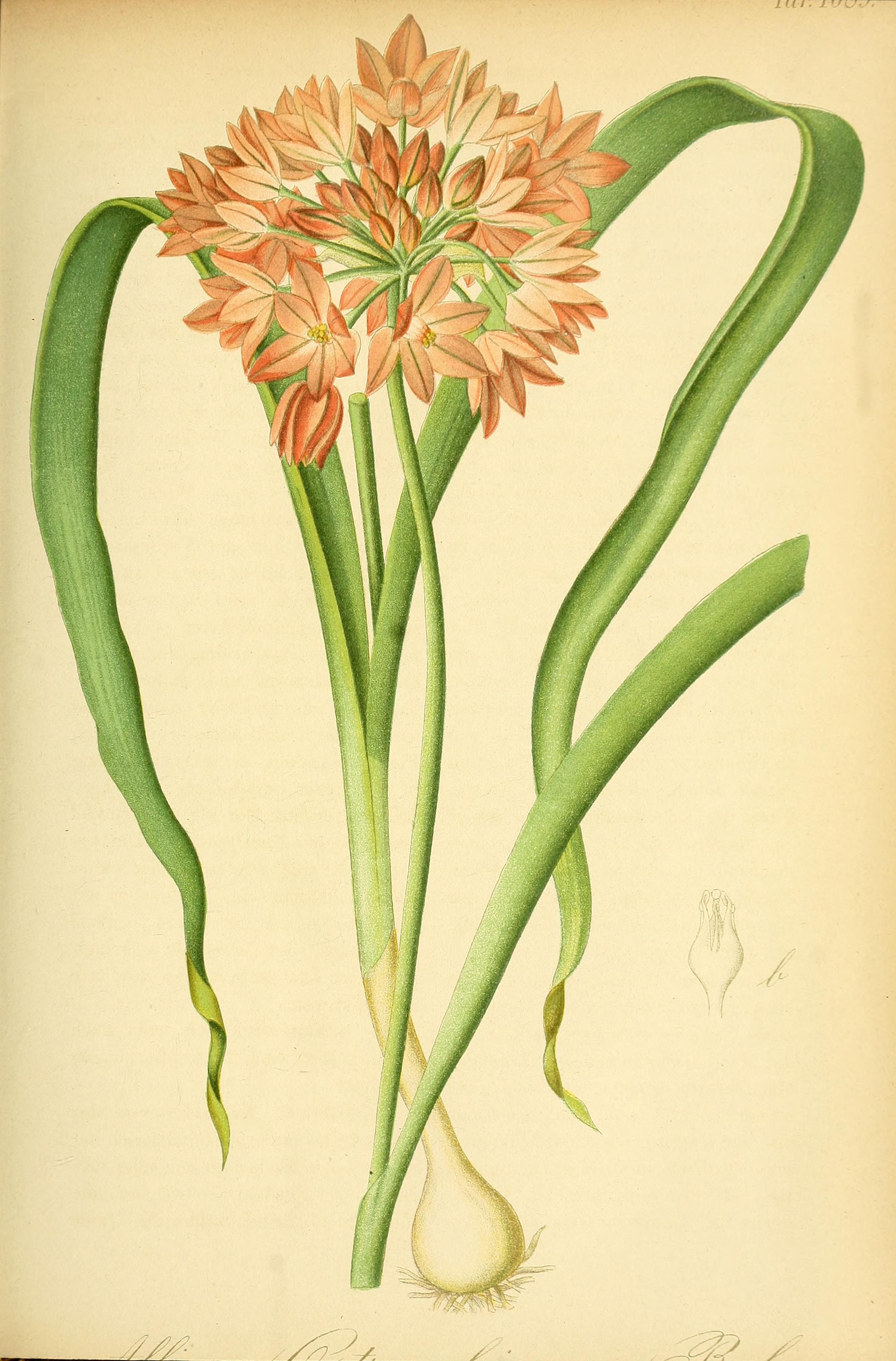 no full size  illustration available (3a)