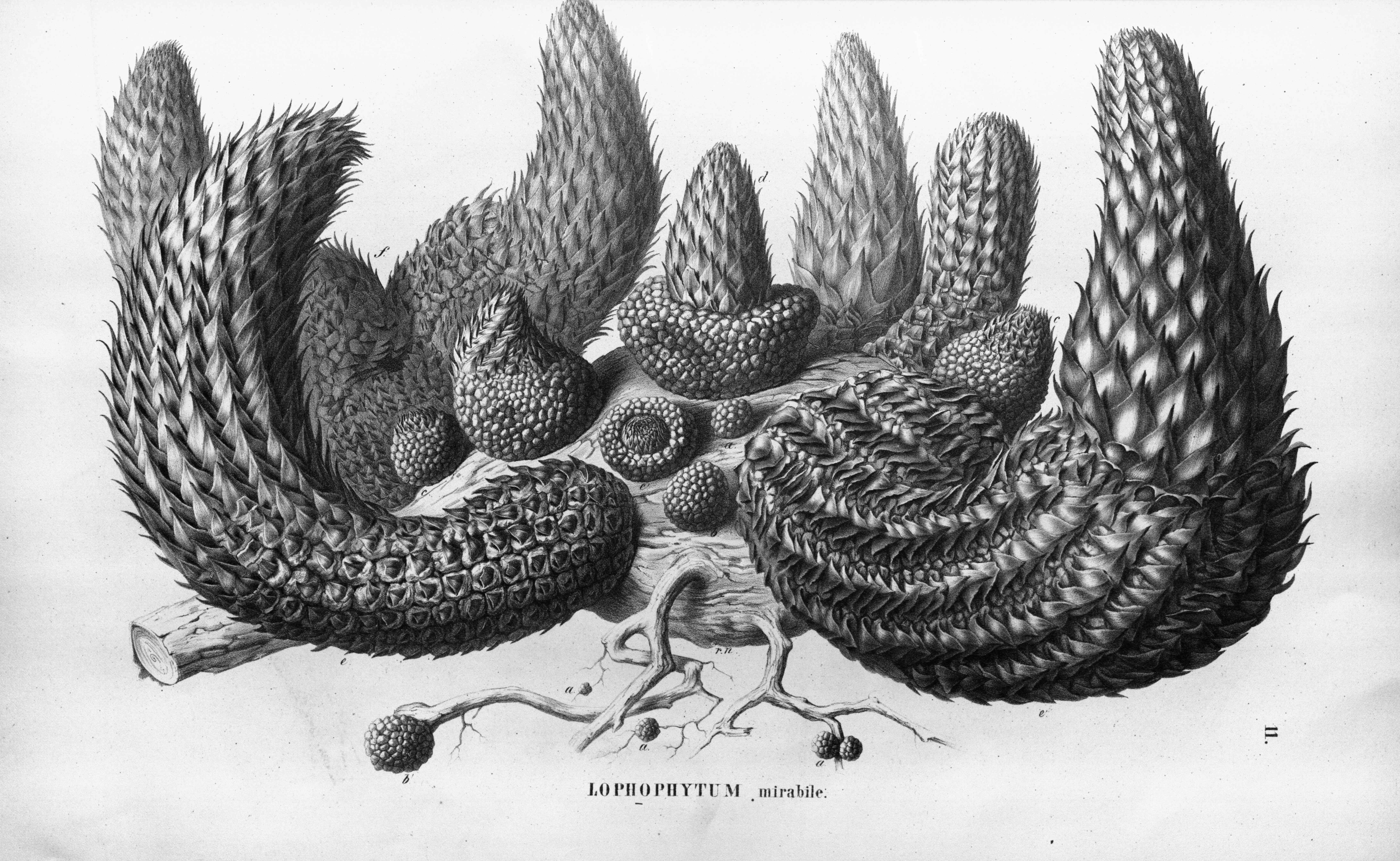 no full size  illustration available (3a)