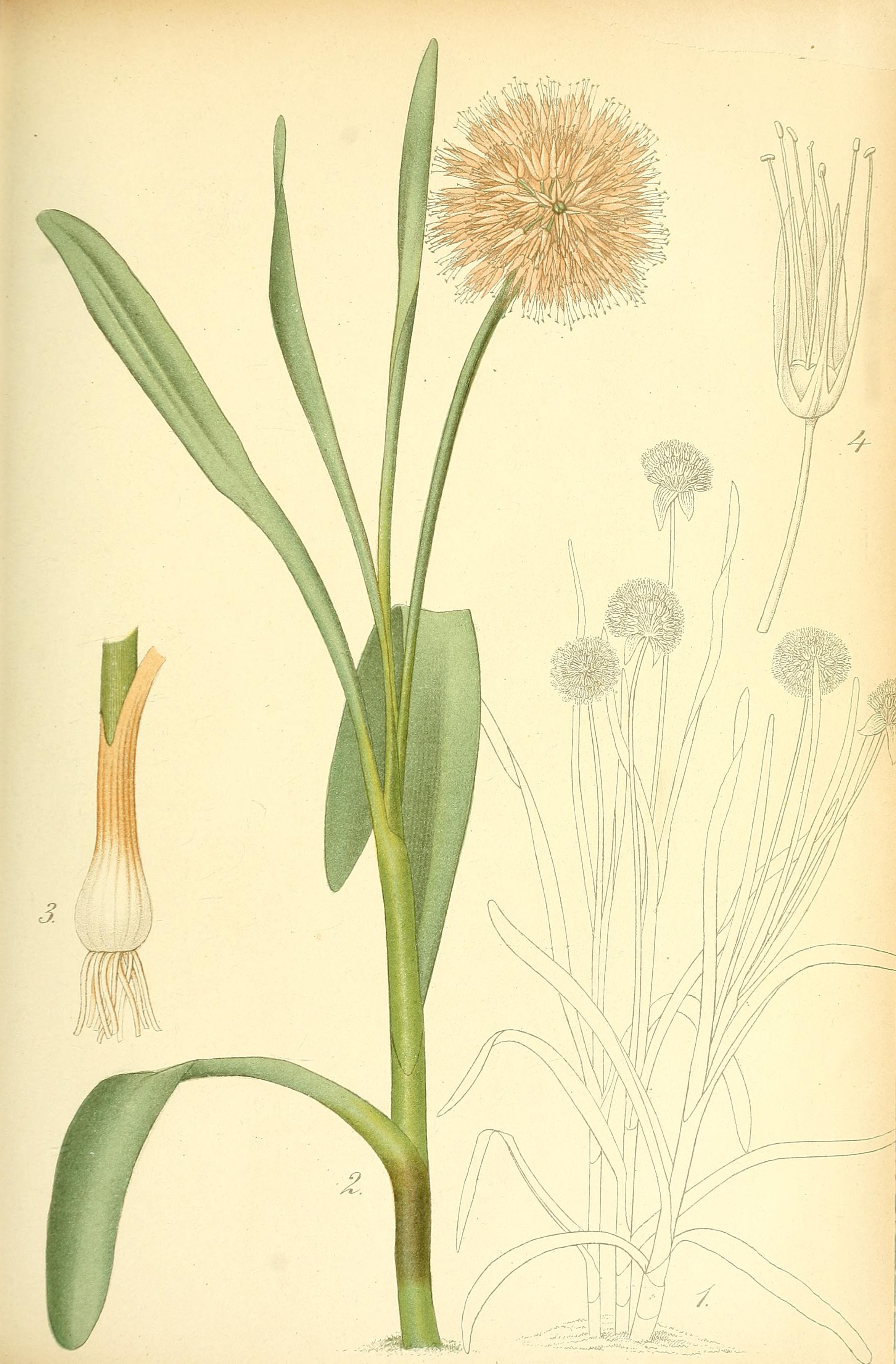 no full size  illustration available (3a)