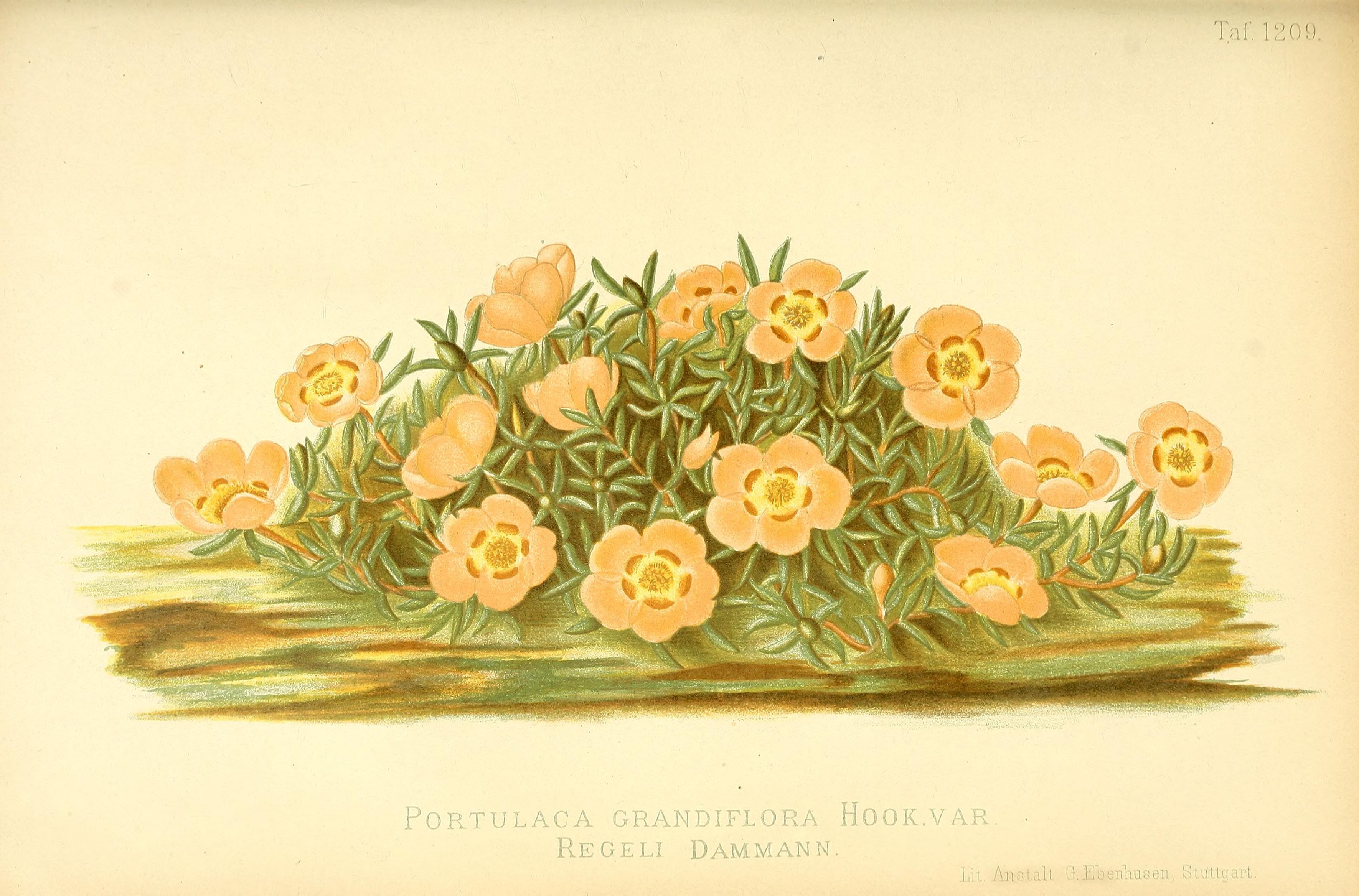 no full size  illustration available (3a)