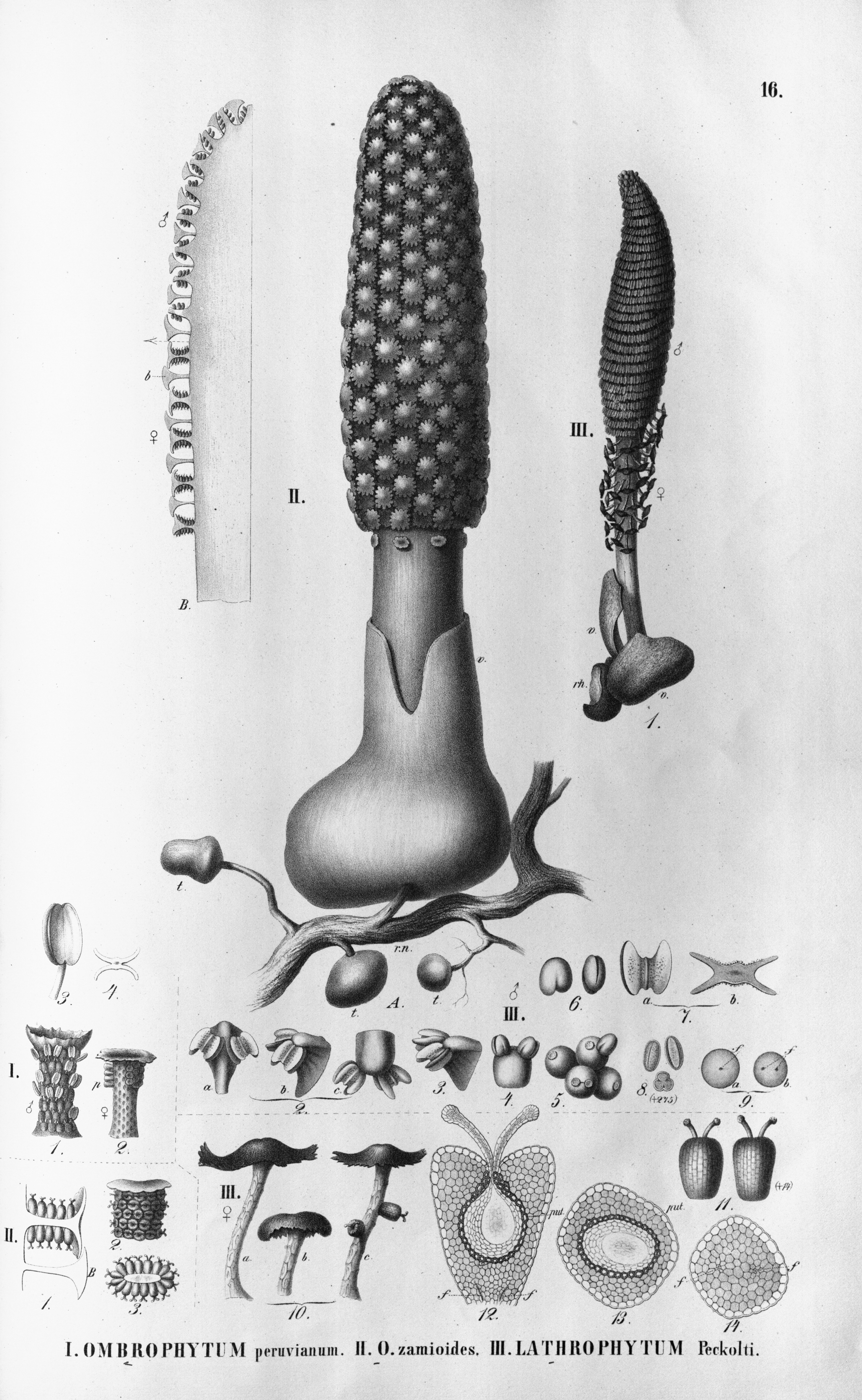 no full size  illustration available (3a)