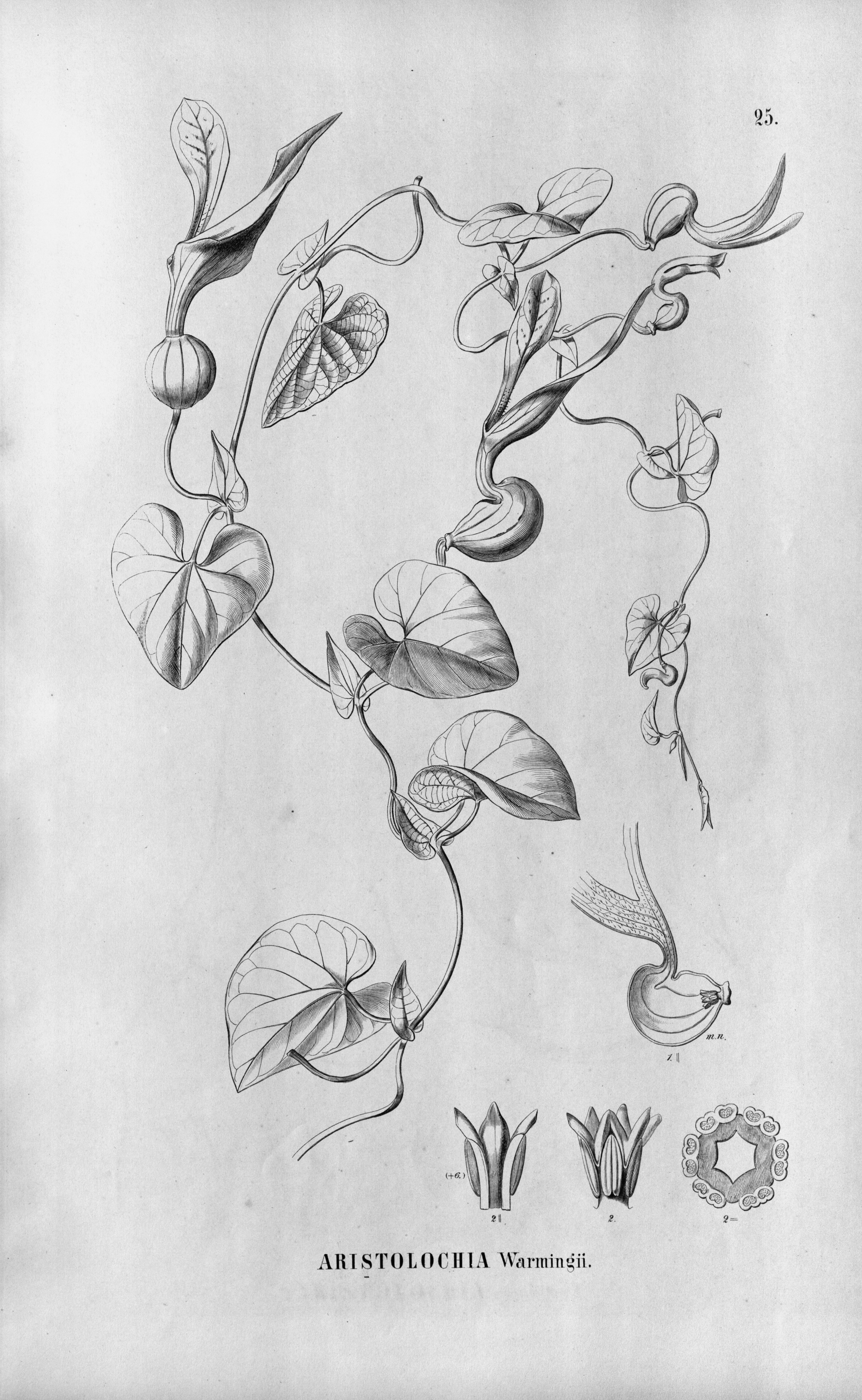 no full size  illustration available (3a)