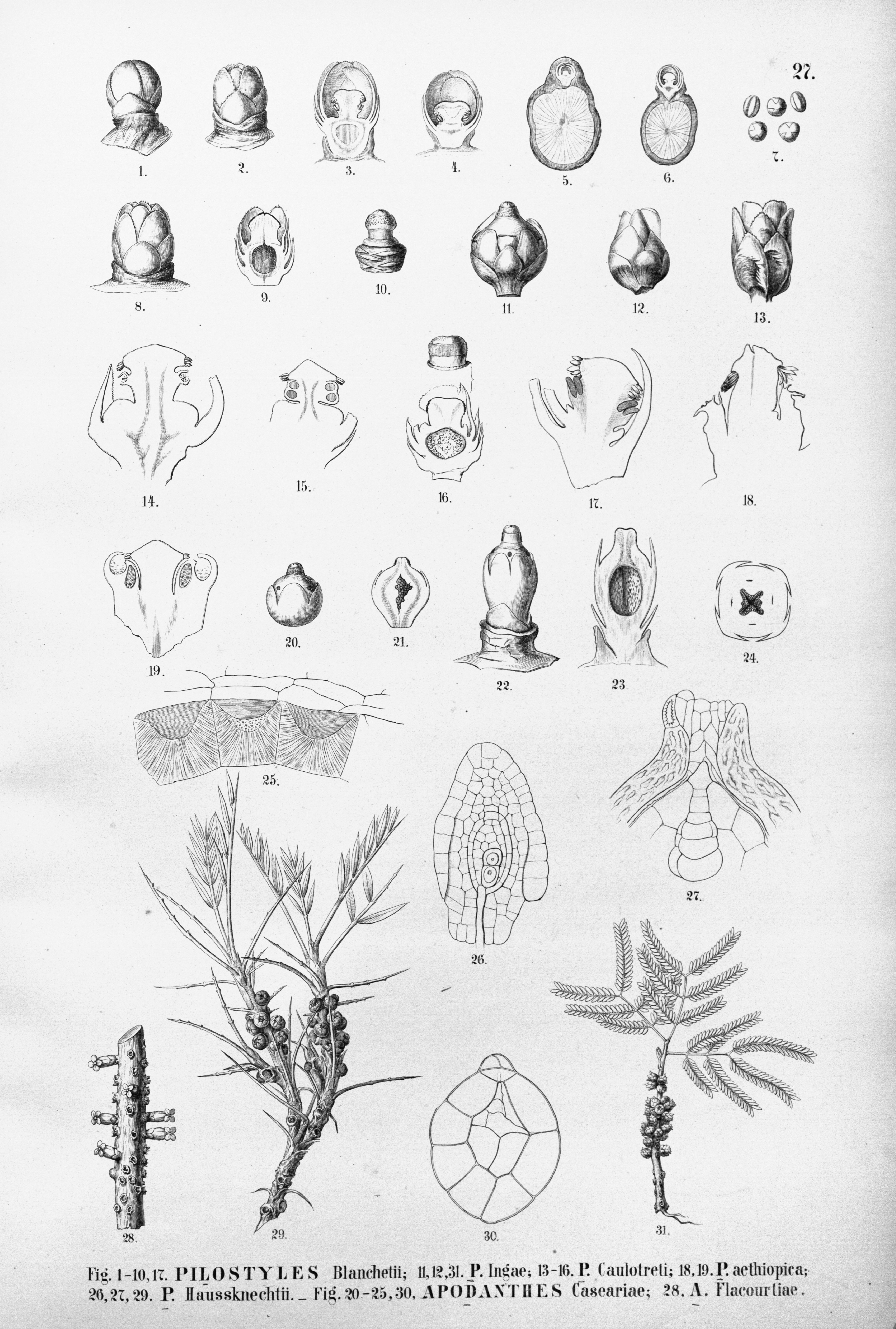 no full size  illustration available (3a)