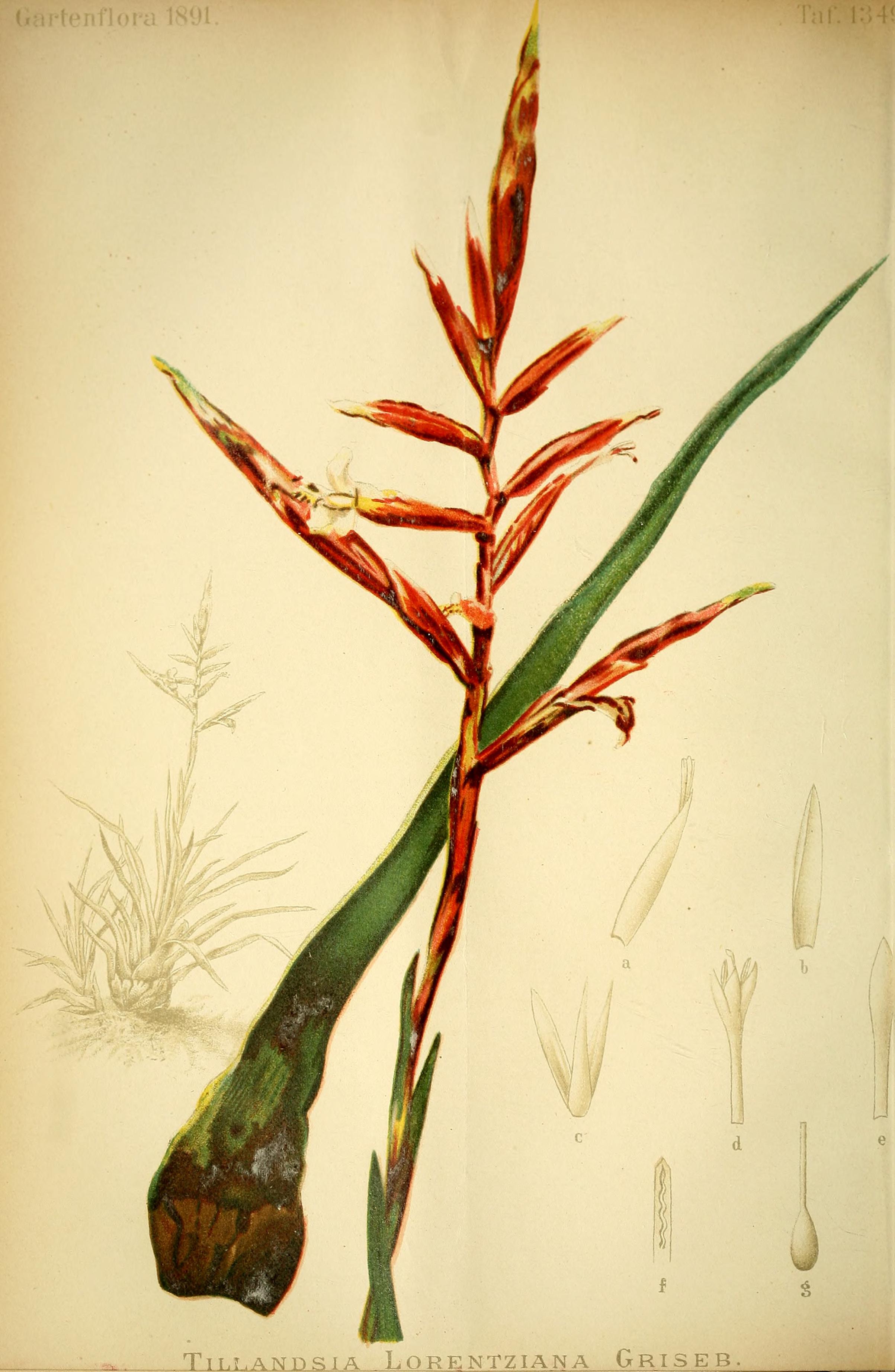 no full size  illustration available (3a)