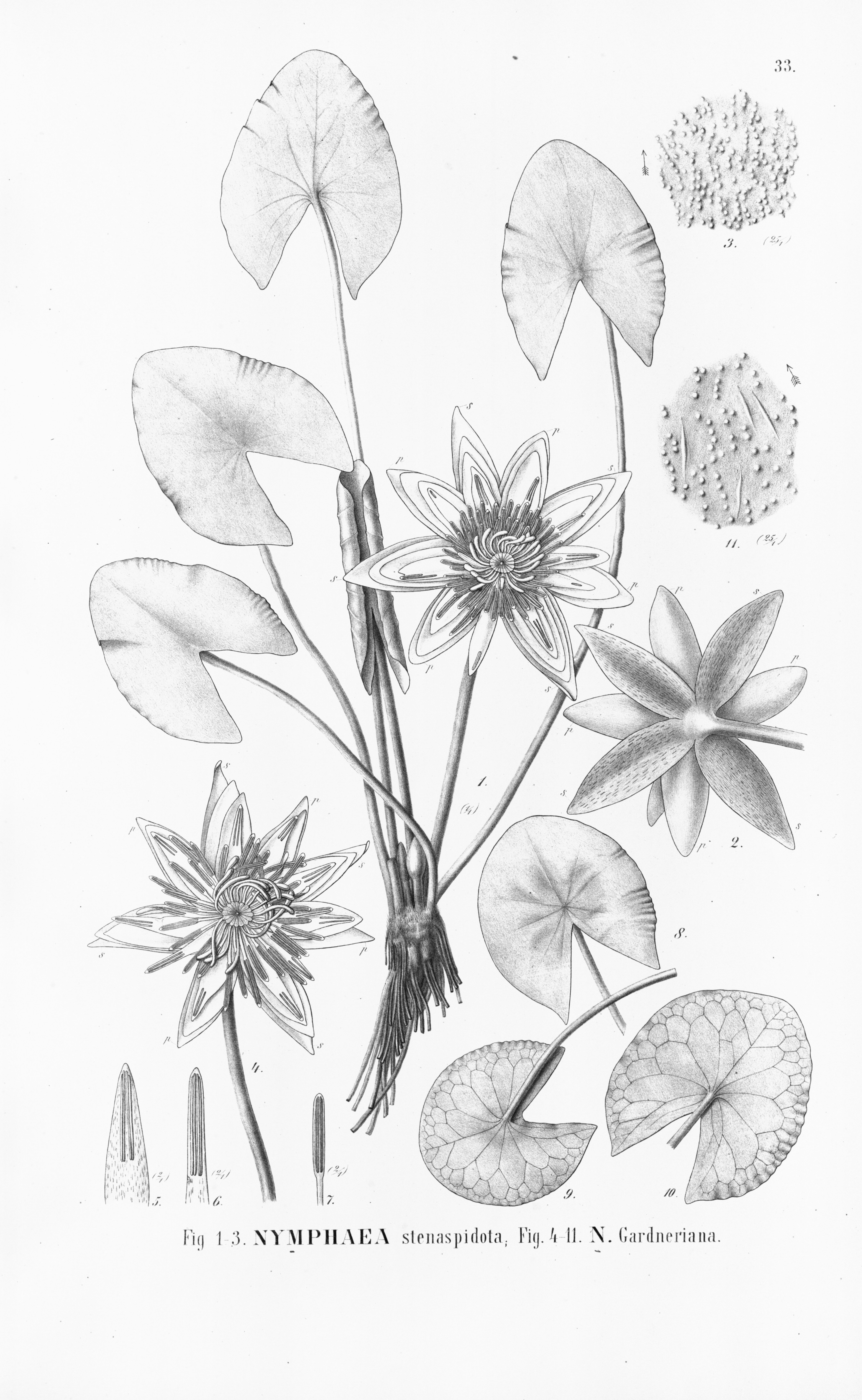 no full size  illustration available (3a)