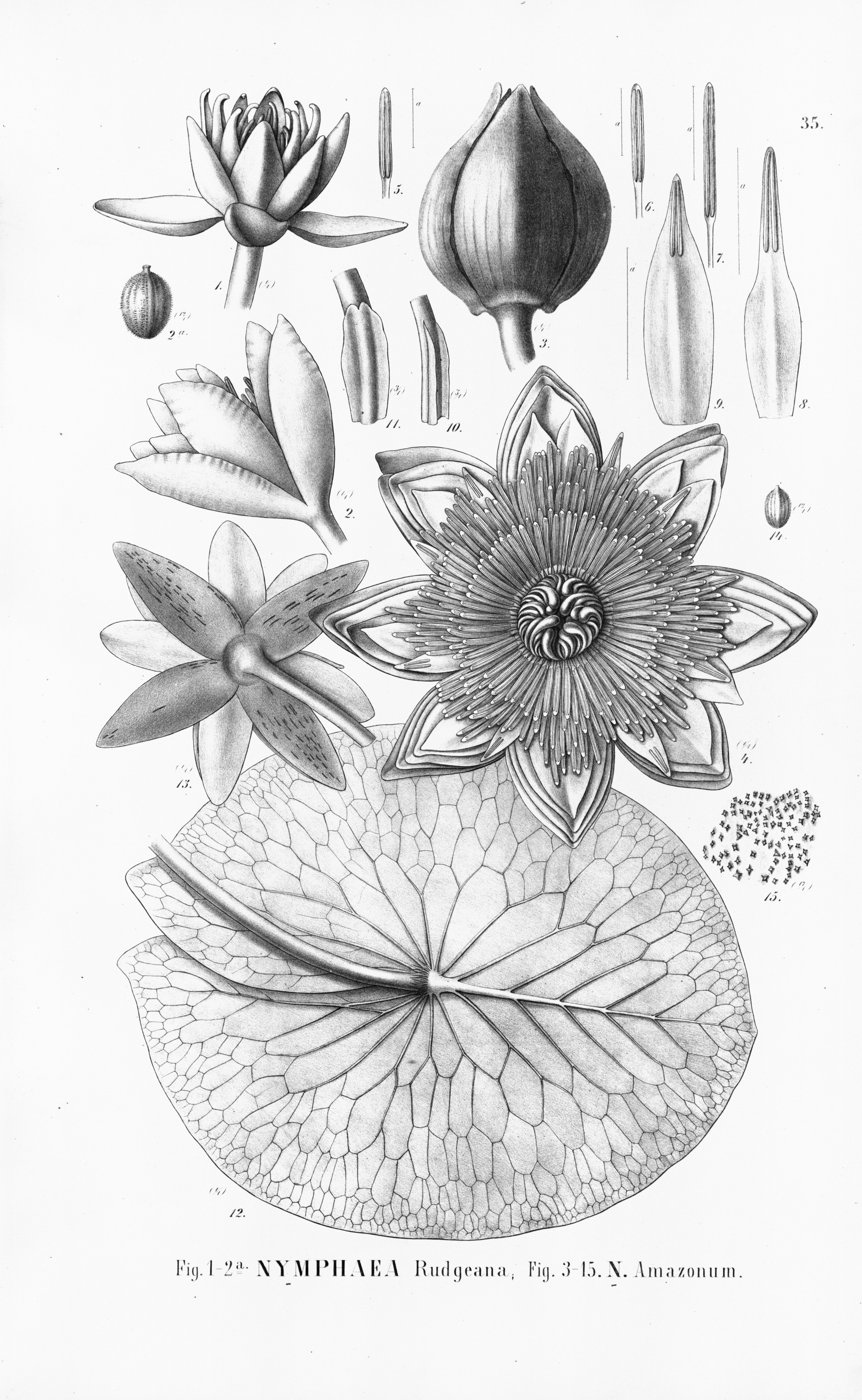 no full size  illustration available (3a)