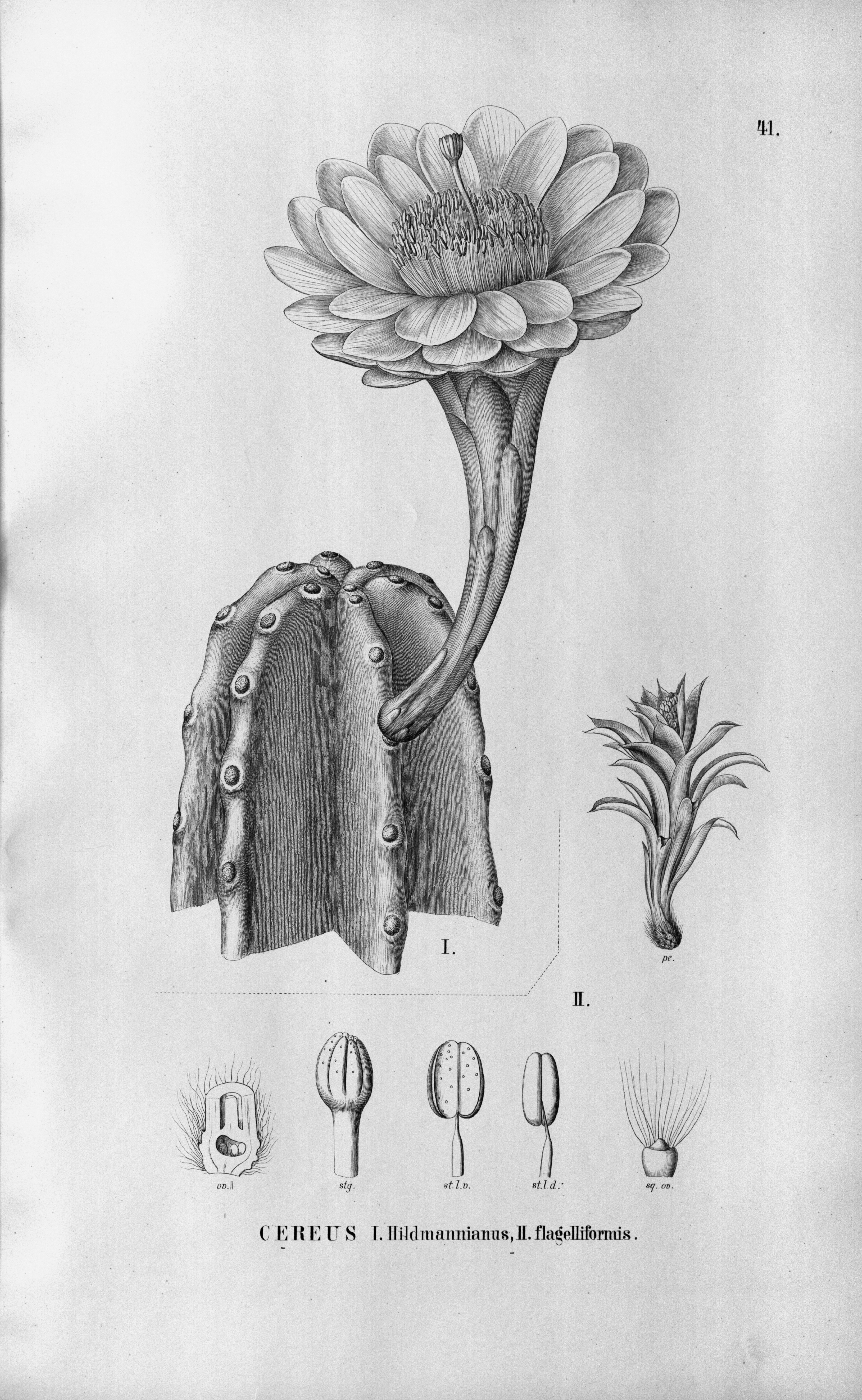 no full size  illustration available (3a)