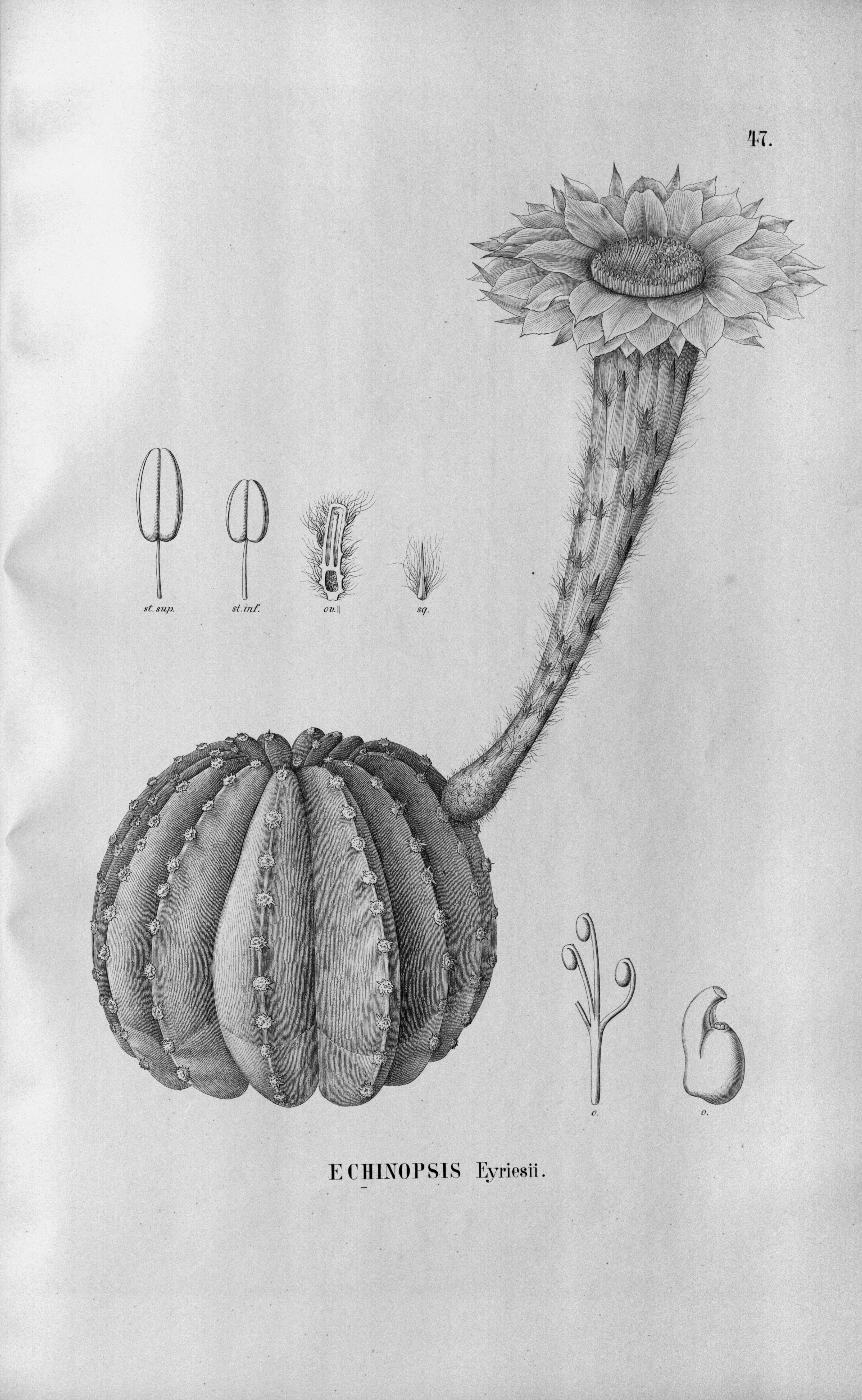 no full size  illustration available (3a)