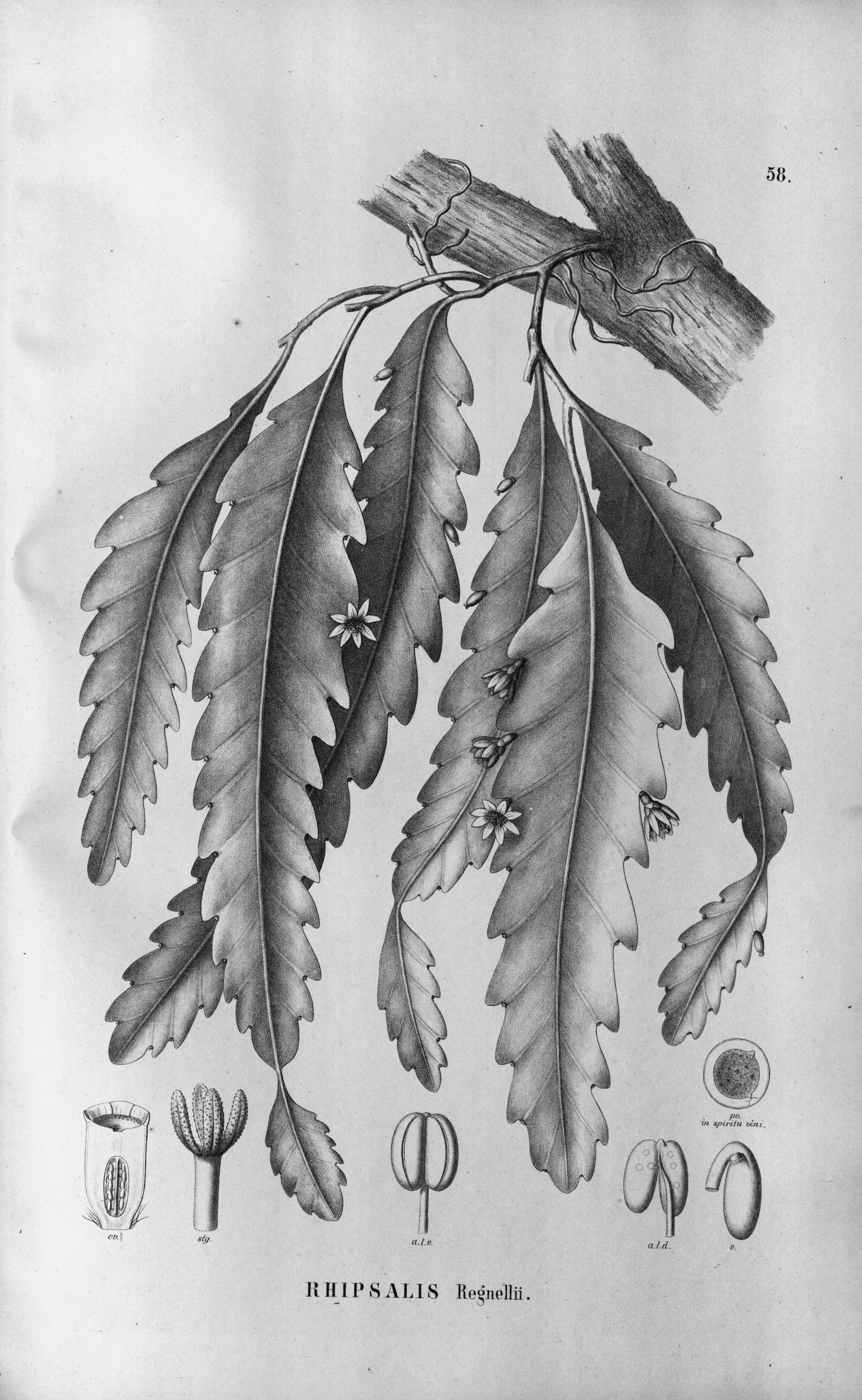 no full size  illustration available (3a)